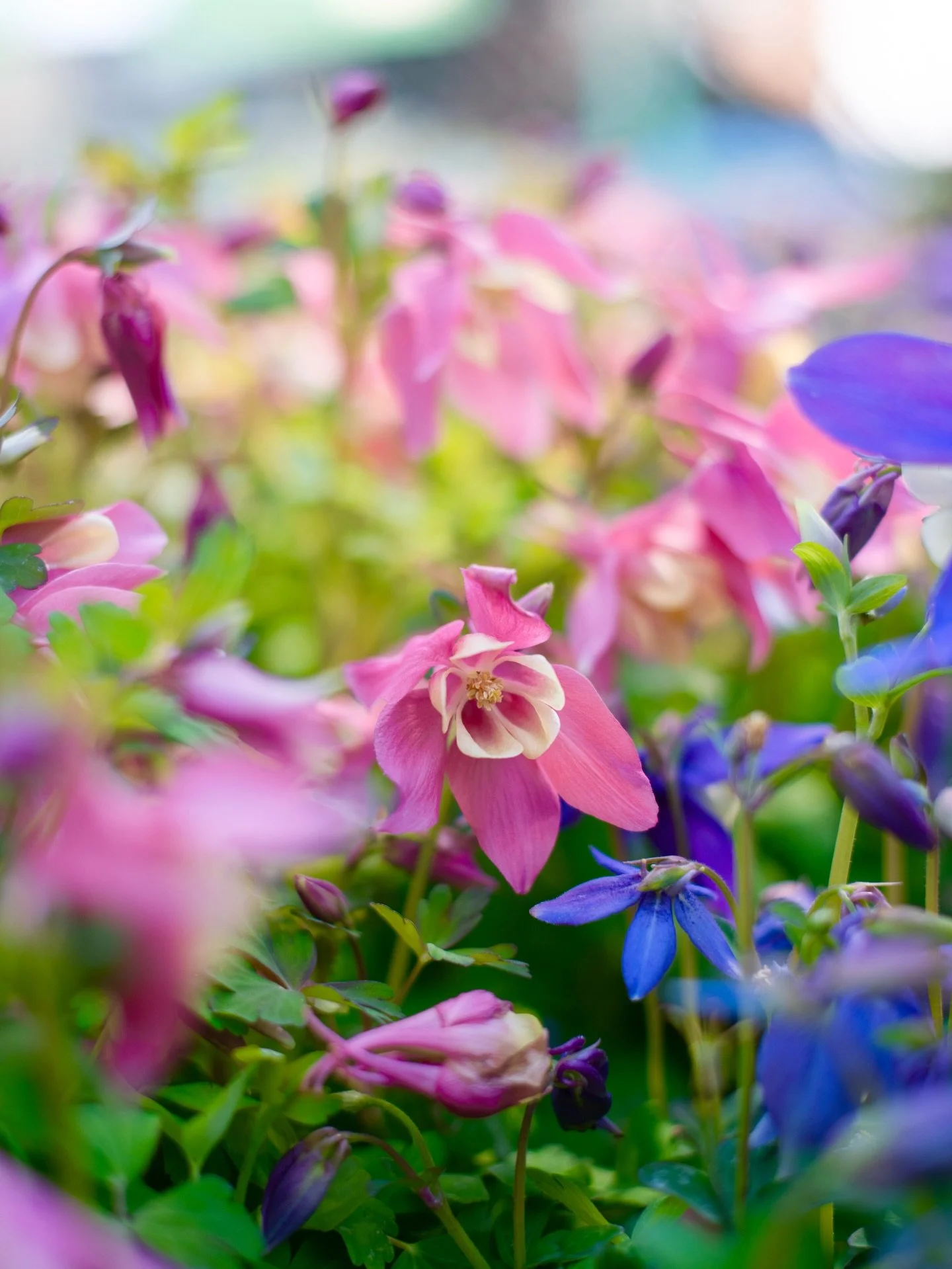 Fargerike blomster og nyheter 🌼🌸💜🌷🧡