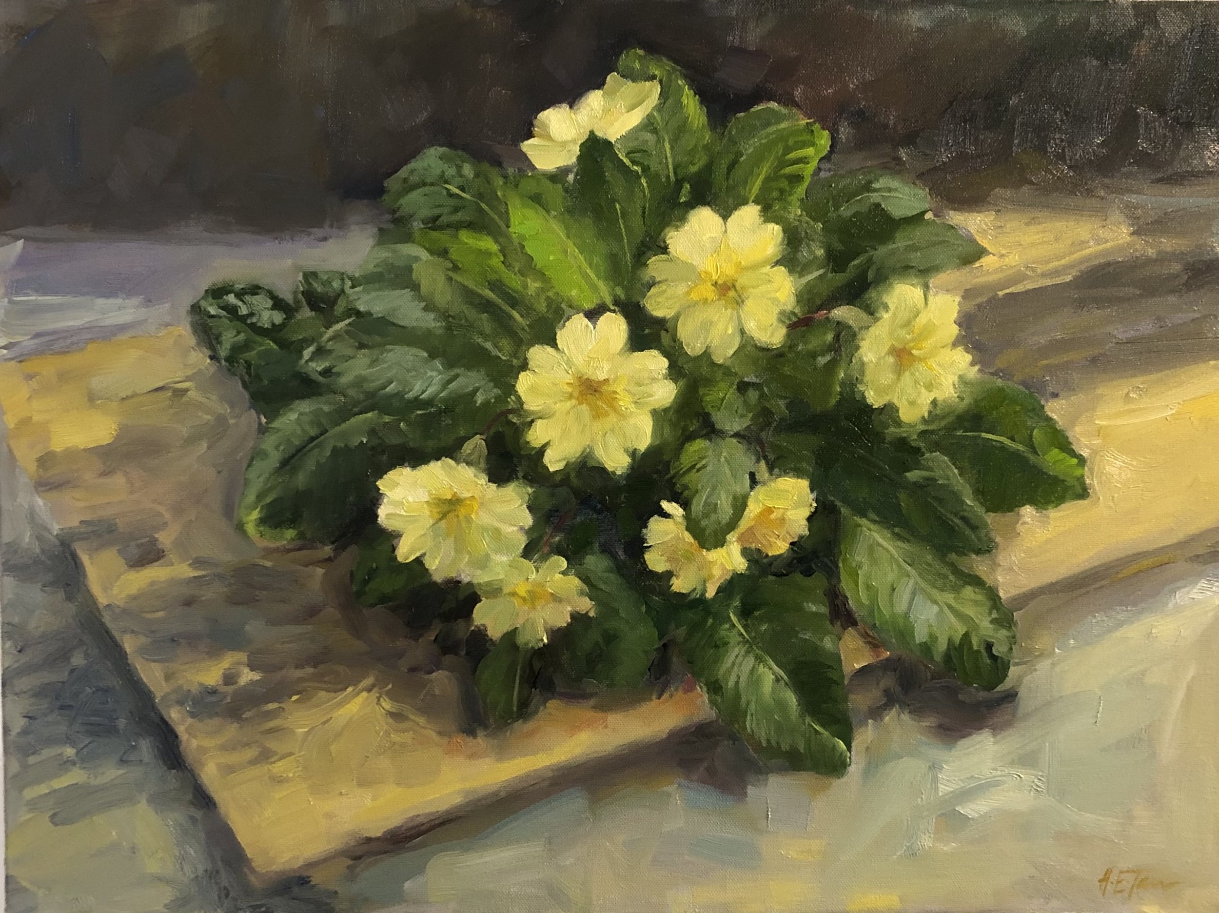 Wild Primroses