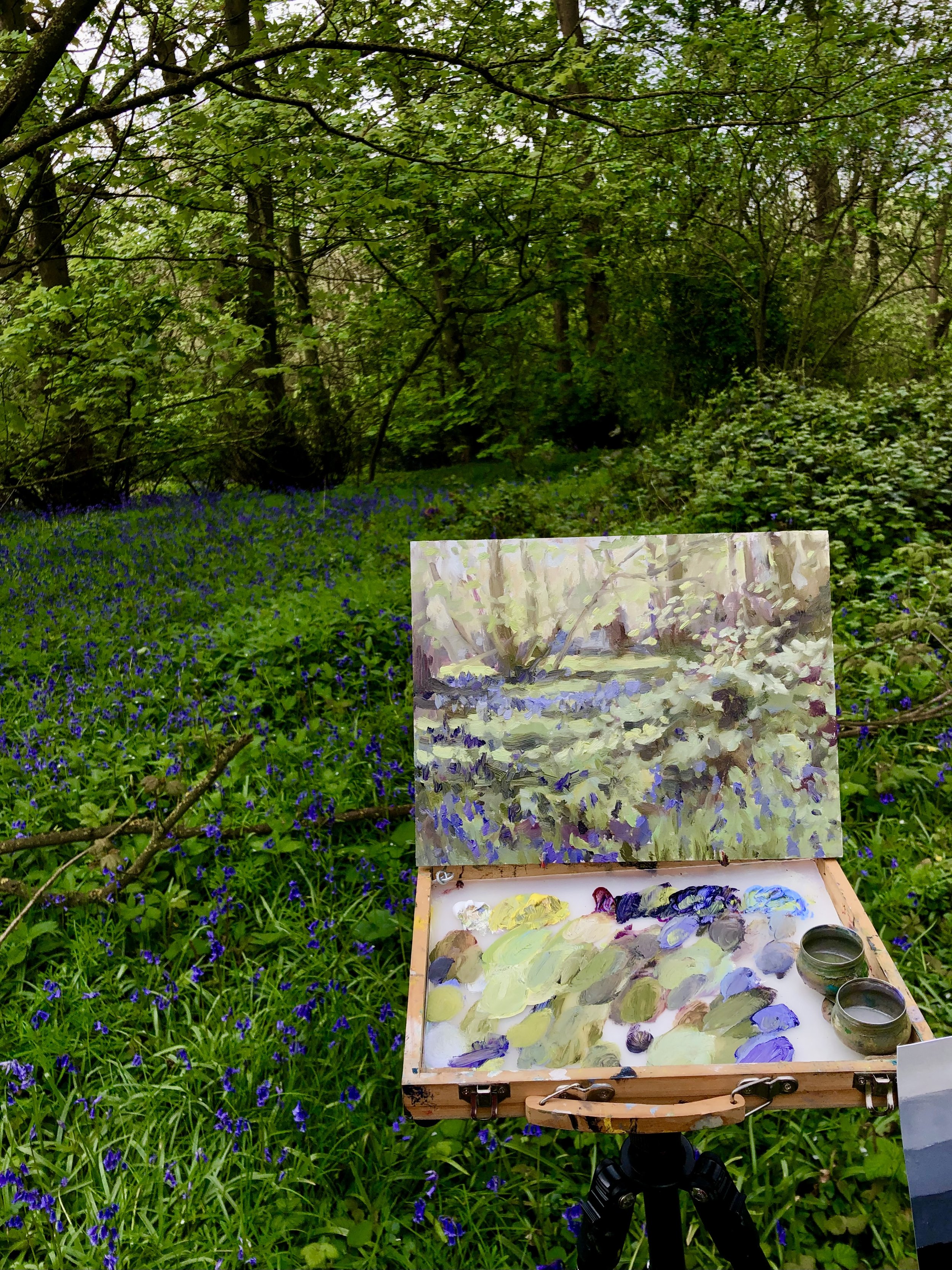 The First Bluebells.jpeg