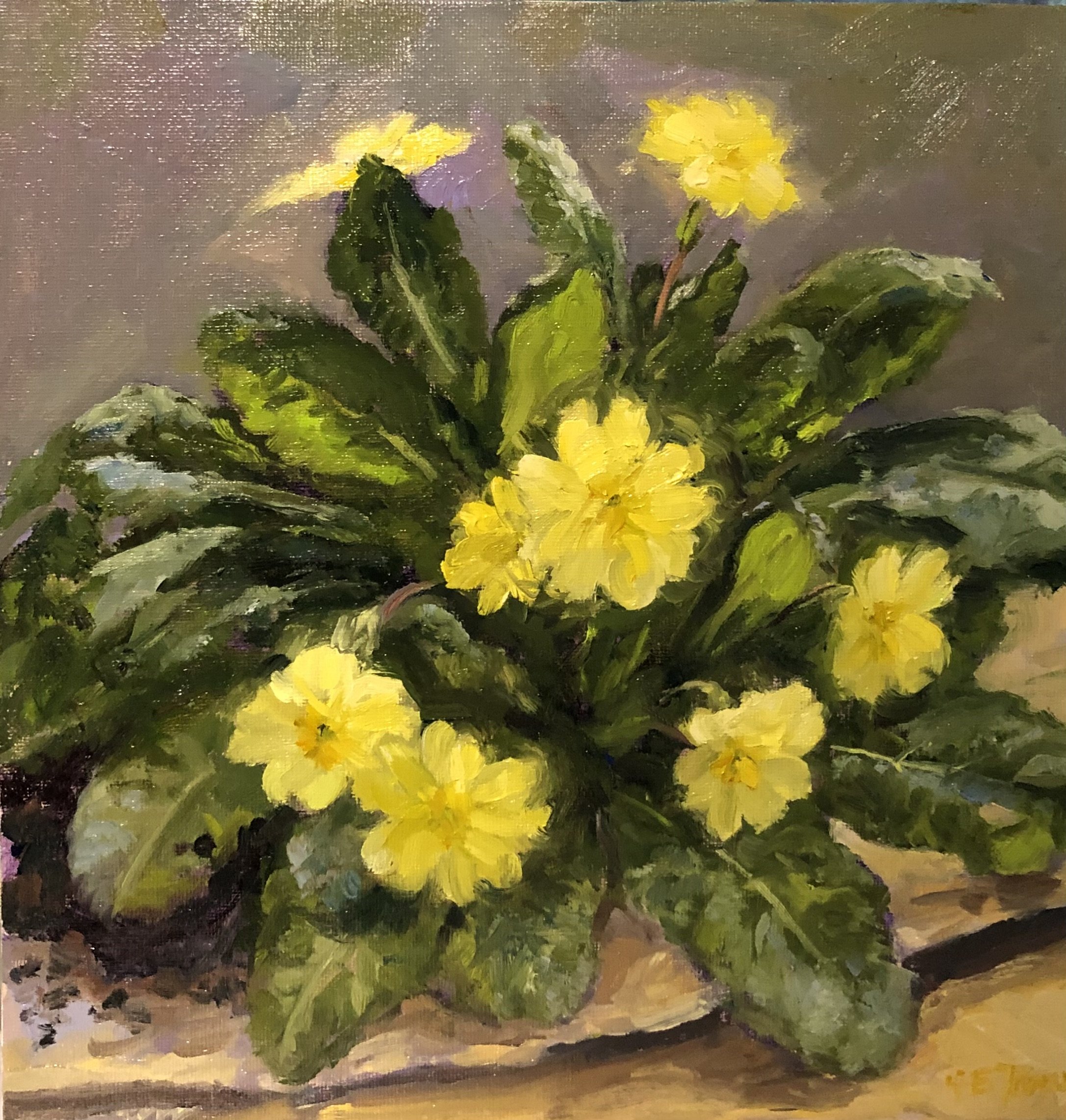 Sunlit Primroses