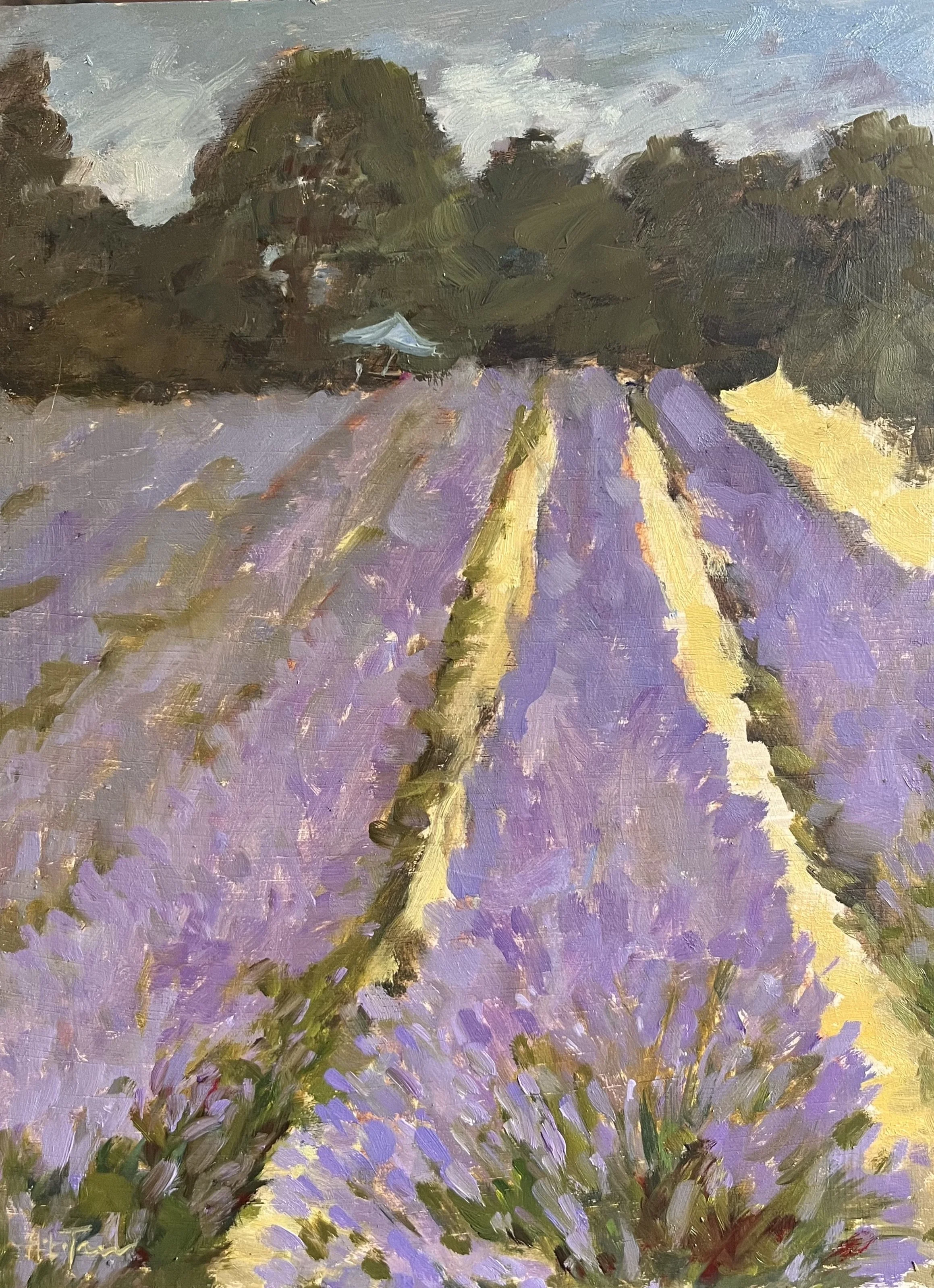 In Fields of Lavender
