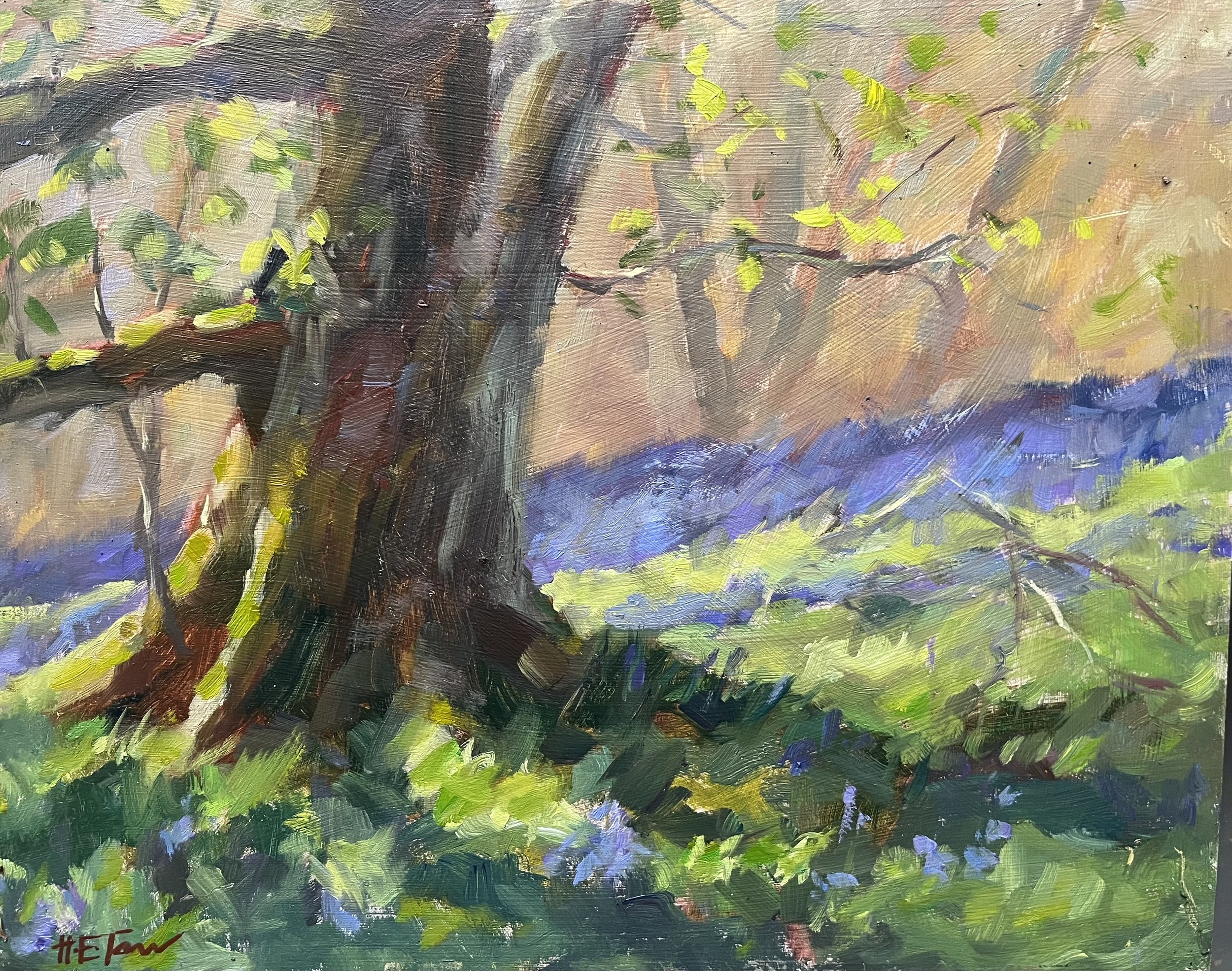 Bright Sunlight on Bluebells