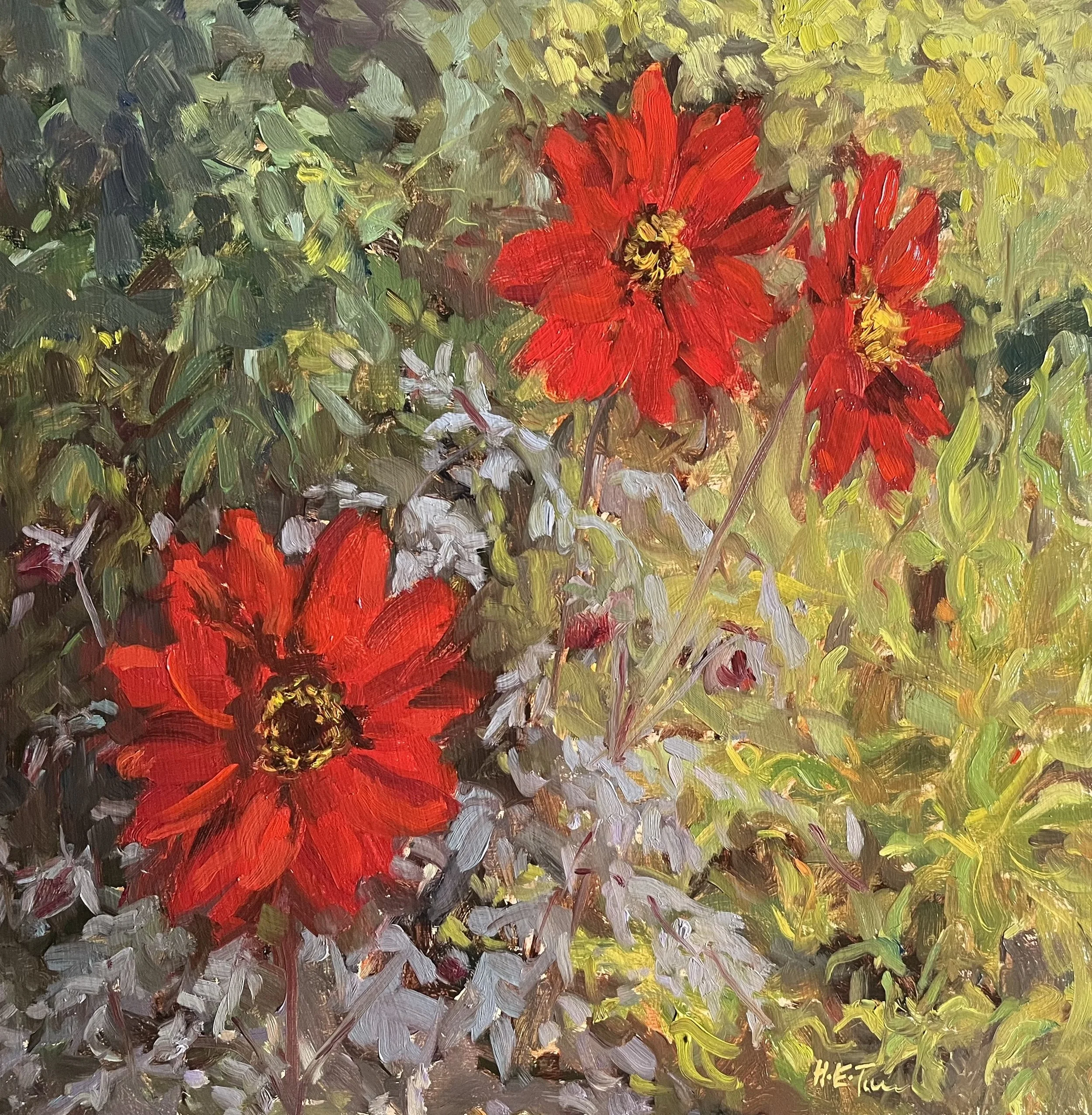Garden Dahlias