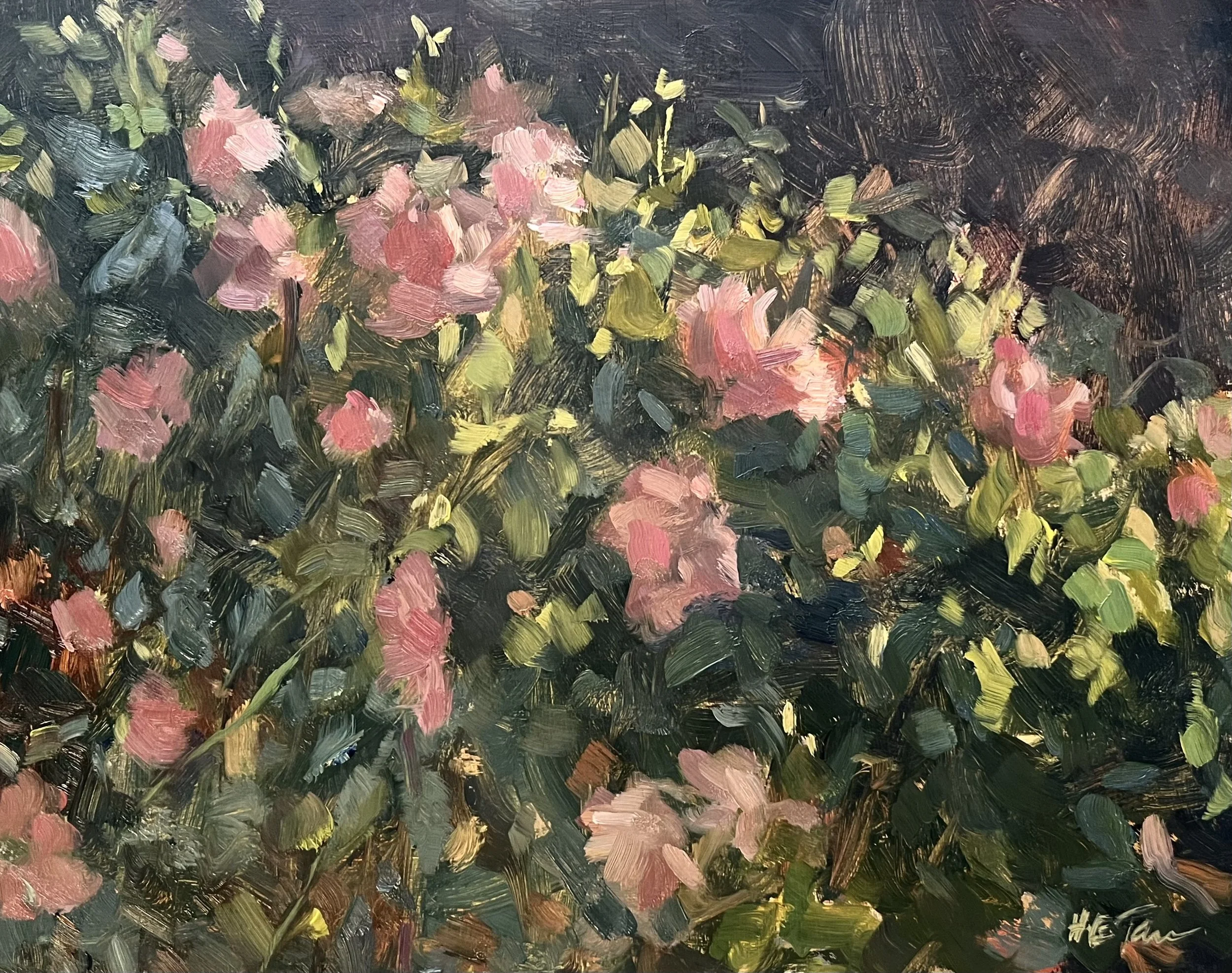 Cottage Garden Roses
