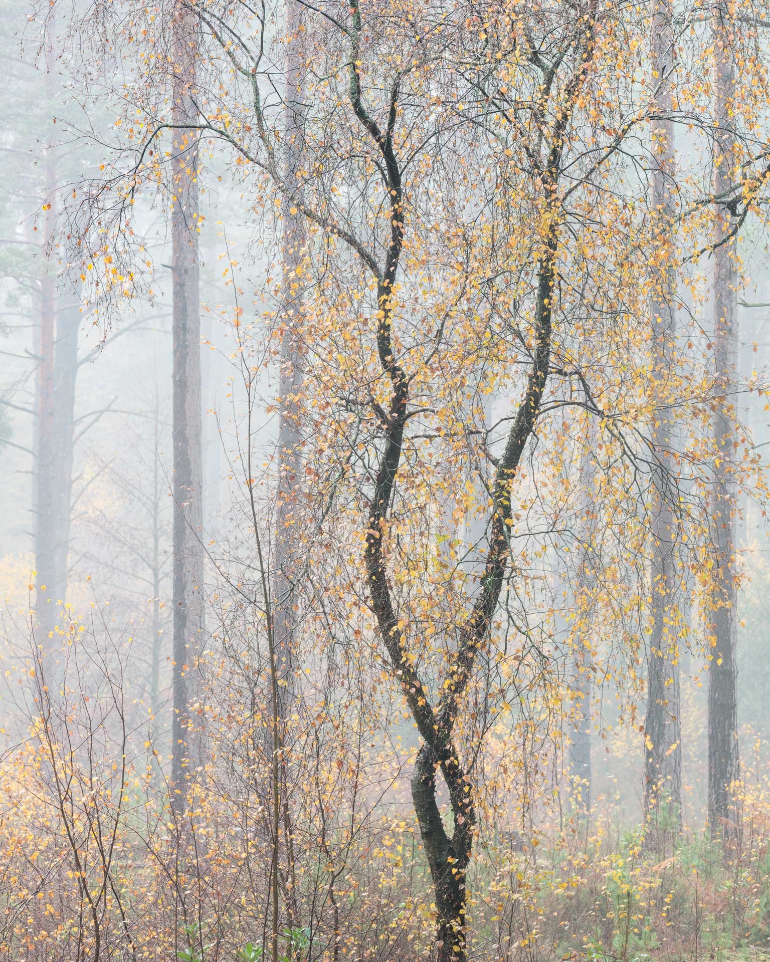 A foggy forest scene with a tree that has a twisted trunk and yellow leaves, surrounded by tall, straight pine trees.