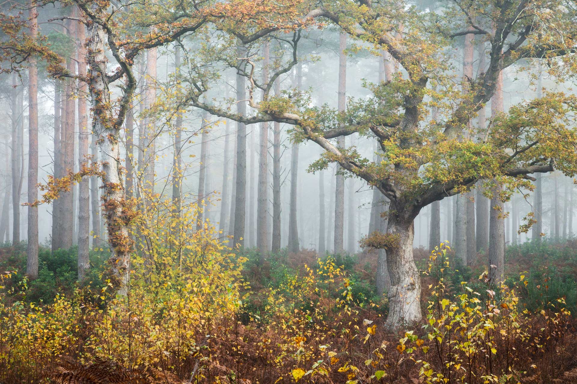 A misty forest with tall, thin trees and a large, gnarled tree with spreading branches in the foreground, surrounded by yellow and green foliage.