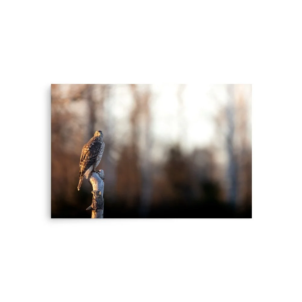 Perched Goshawk