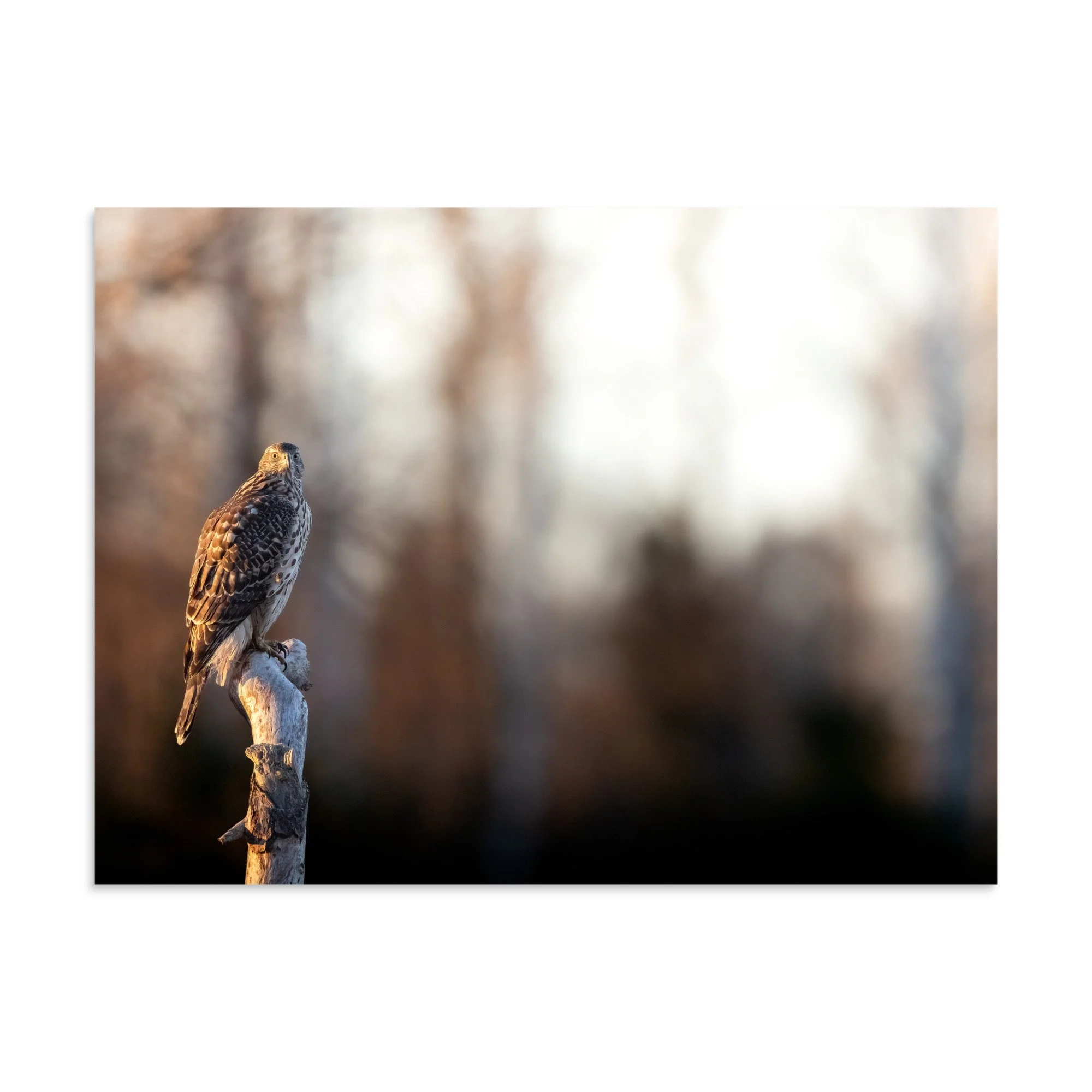 Perched Goshawk