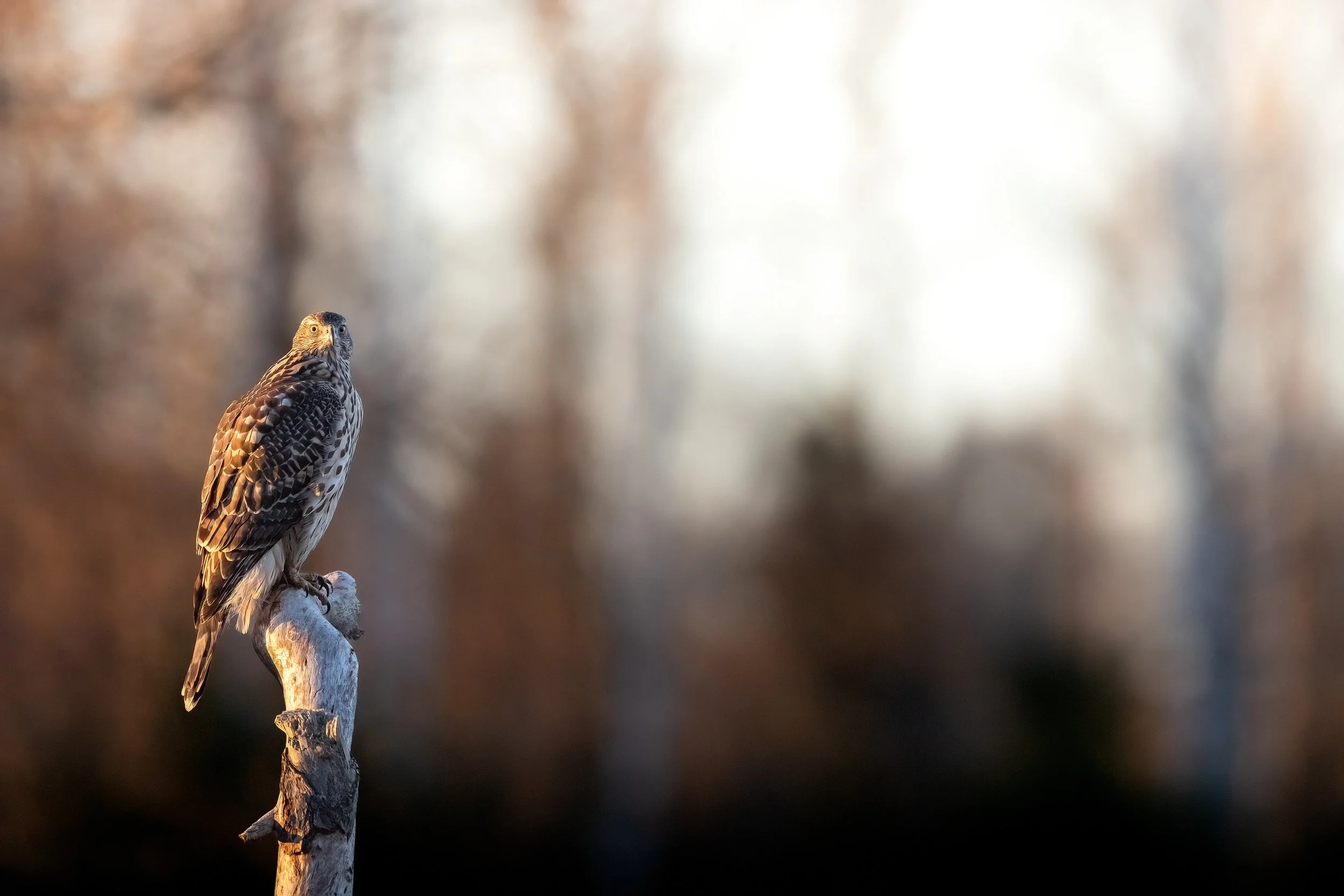 sunsetgoshawk.jpg