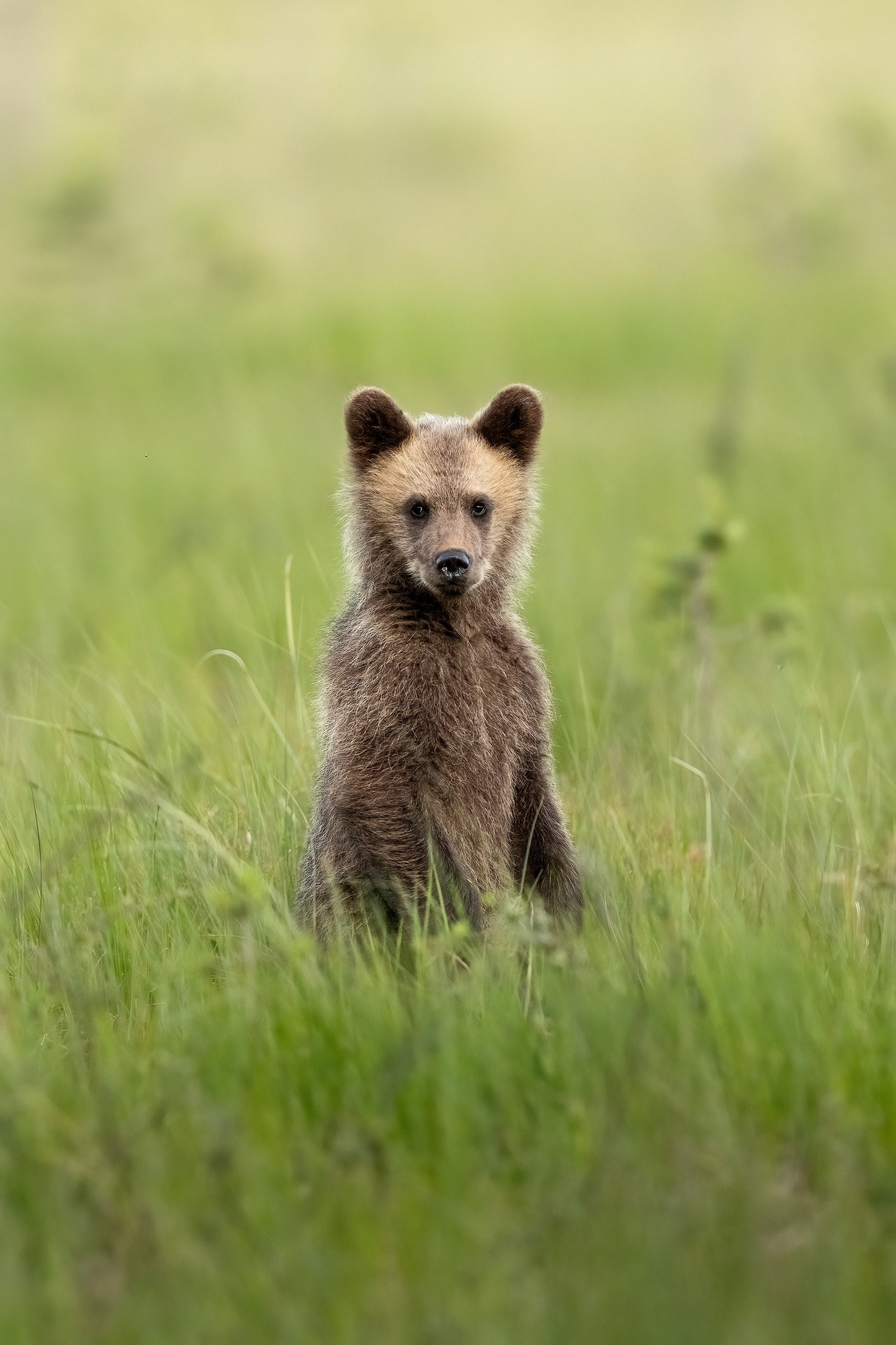 beautifulbearcub3.jpg
