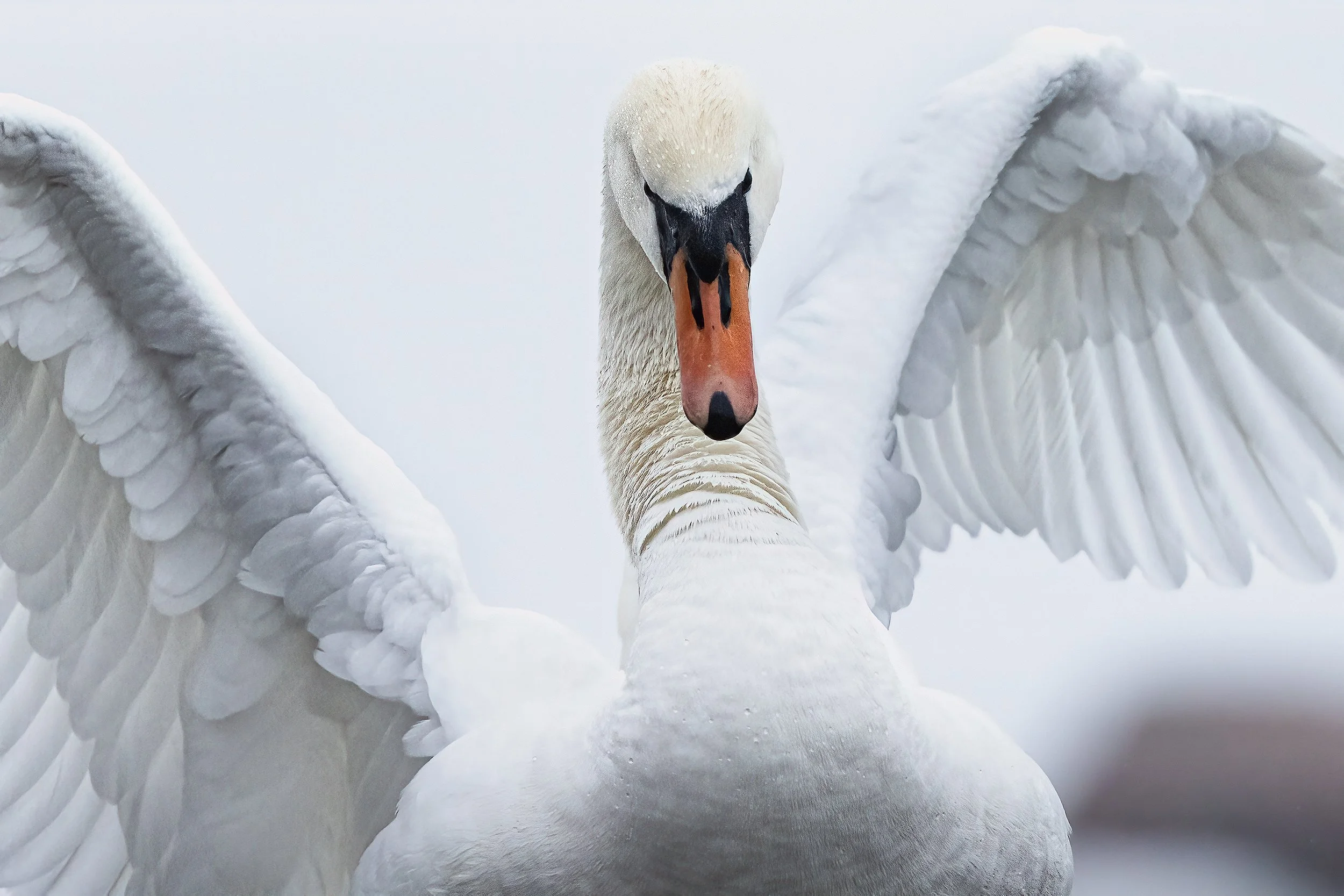 angryswan.jpg