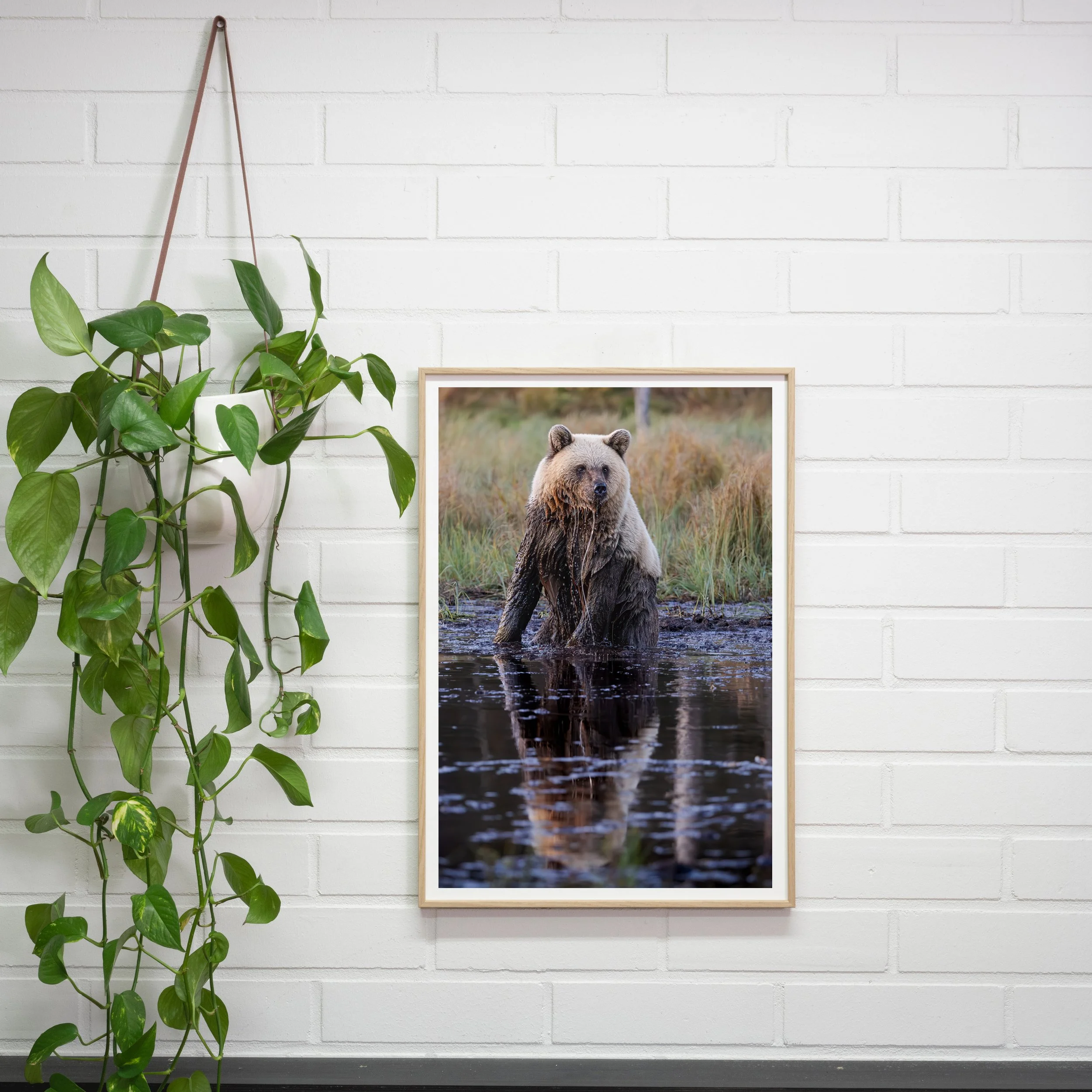Framed photograph of a bear standing in a body of water with tall grass in the background, hanging on a white brick wall with a potted plant beside it.