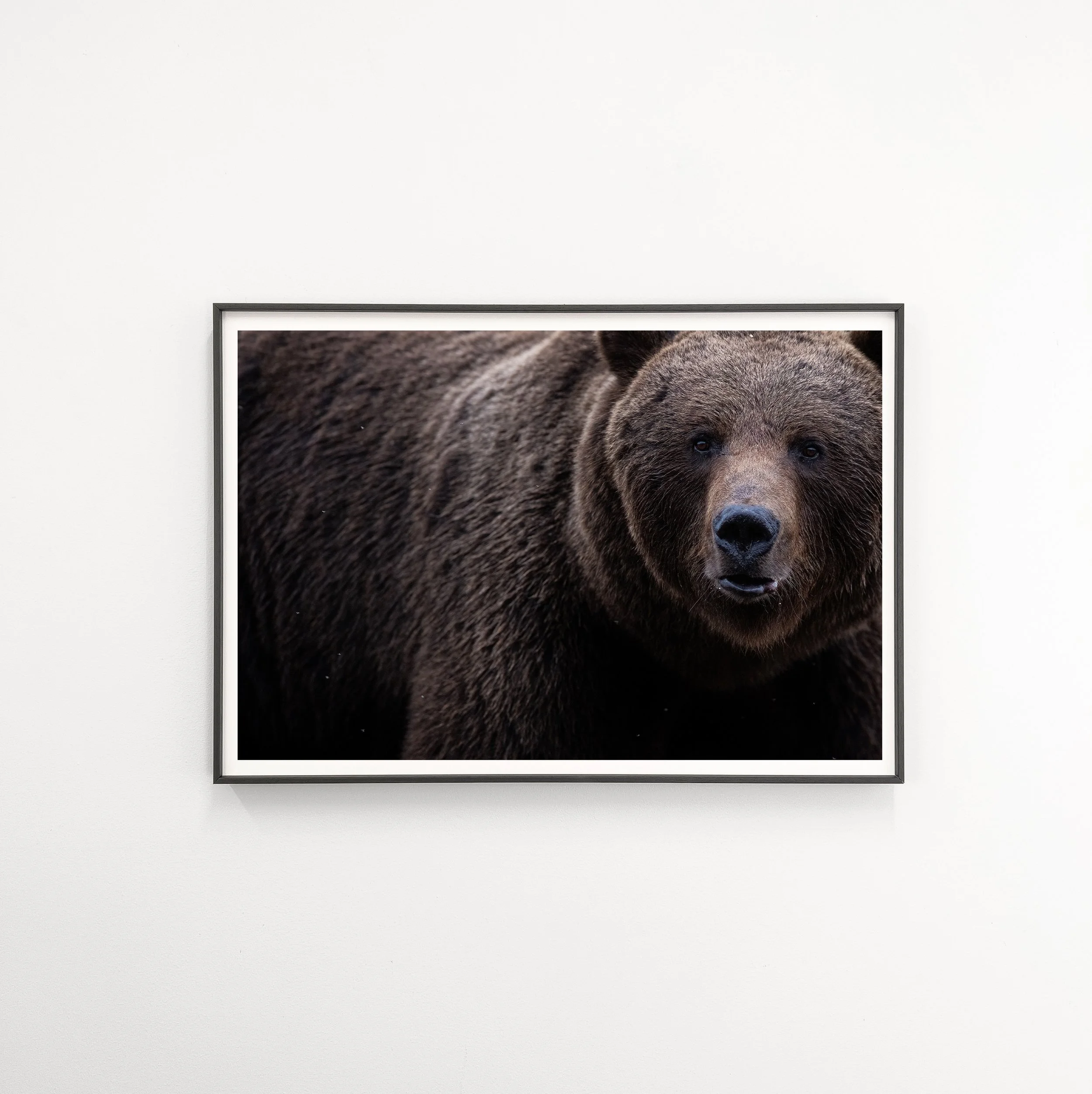 brownbearcloseupframe.jpg