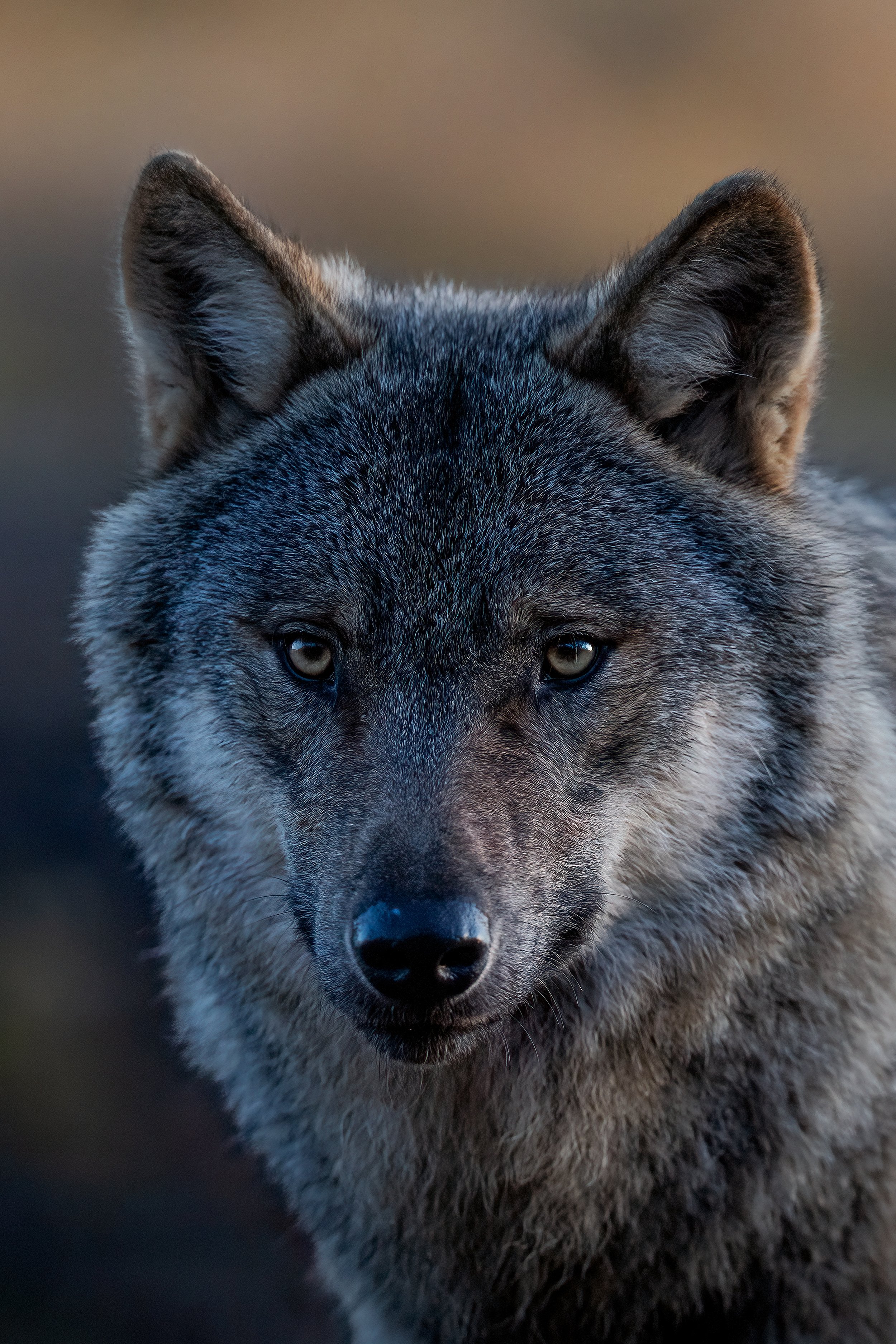 wolfportrait.jpg