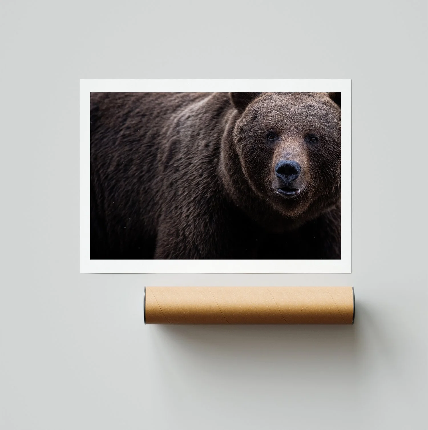 brownbearprint.jpg