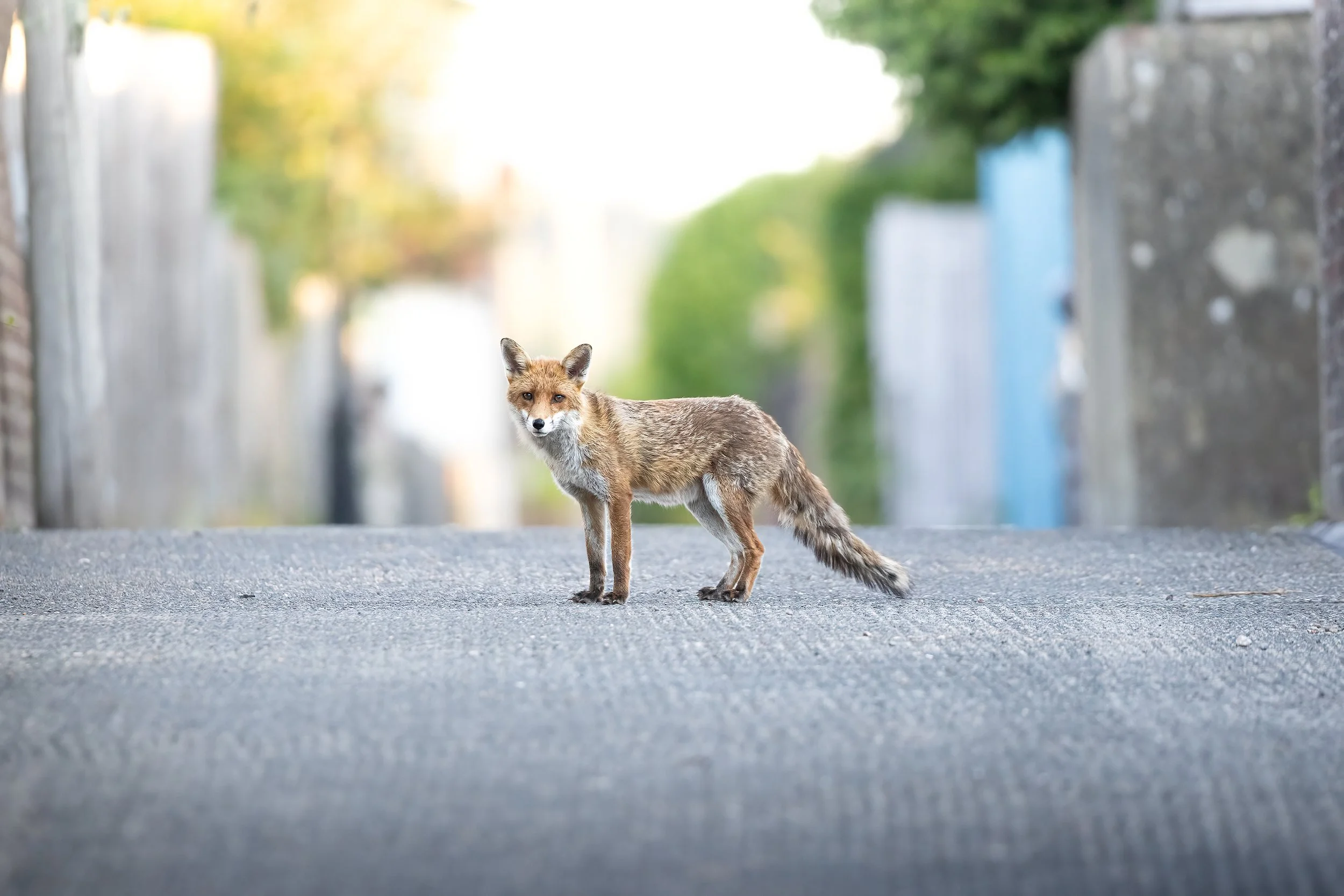 theurbanfox.jpg