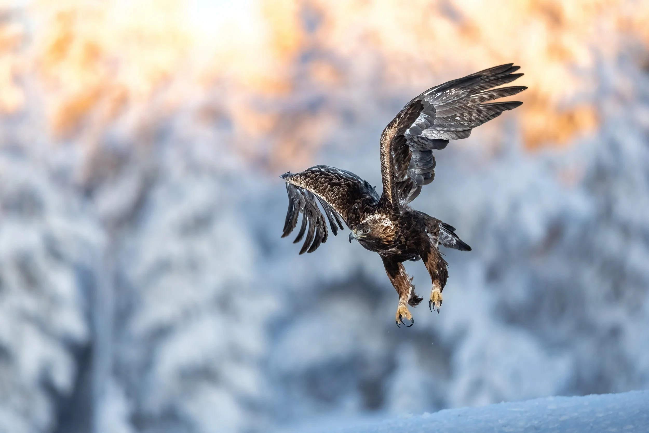 LOWMPgoldeneagle.jpg