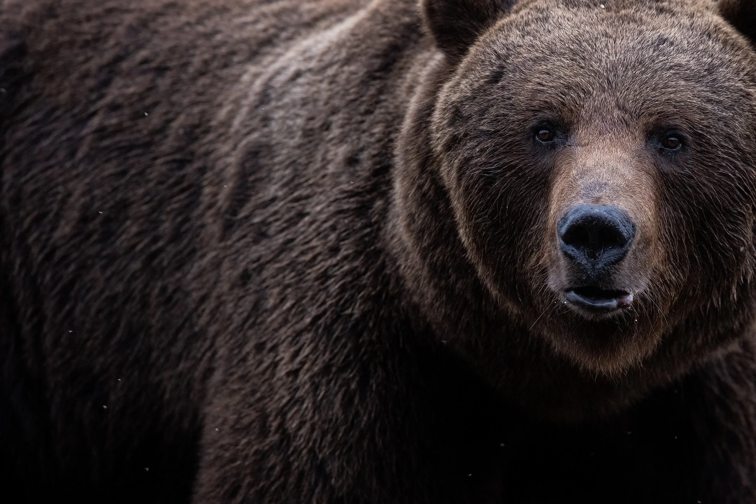 Brownbearcloseup.jpg