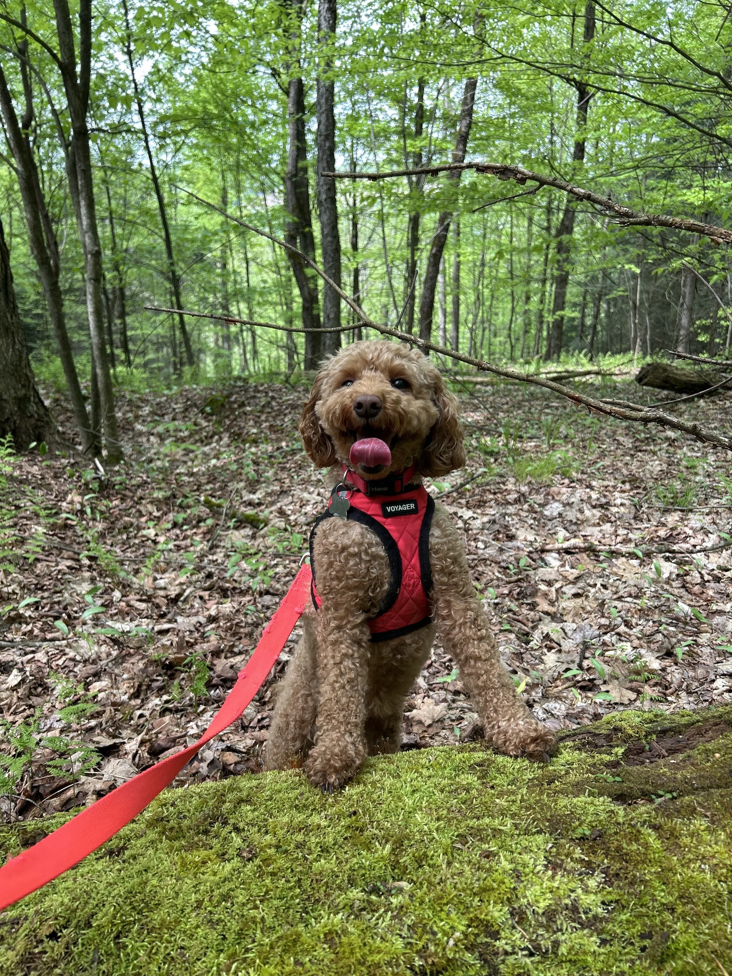 A Walk in the Woods .... just one of many enrichment activities available!