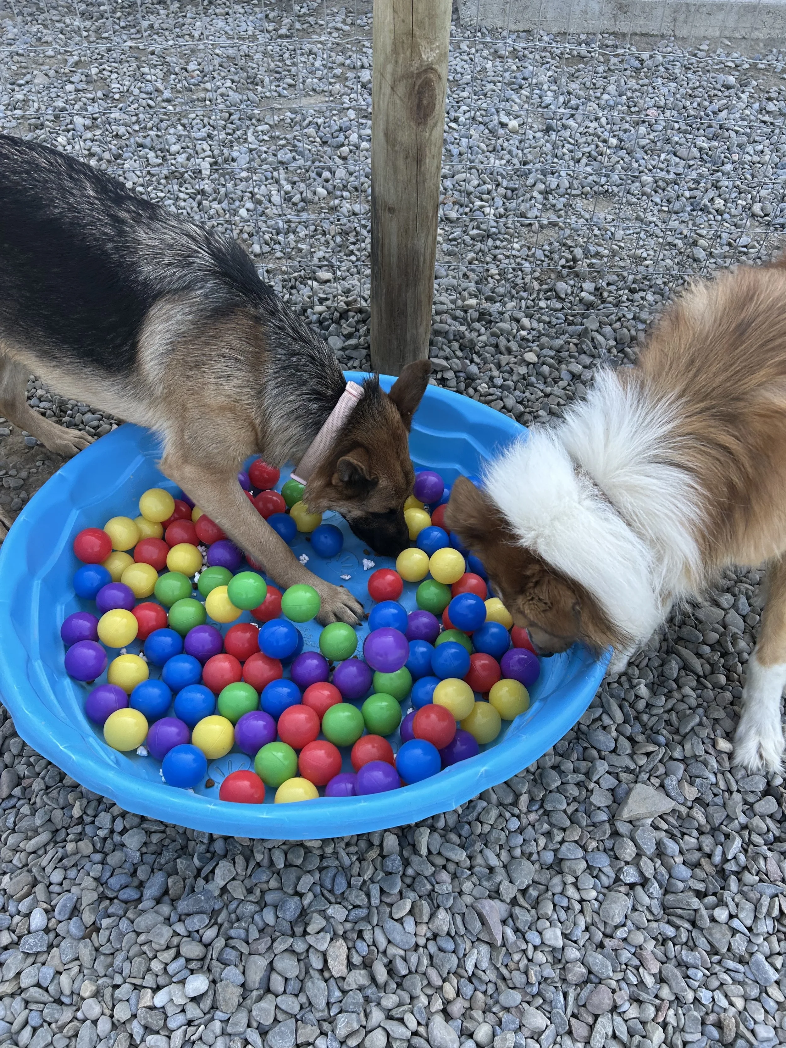 Another enriching experience available here at Top Dog Pet Resort!