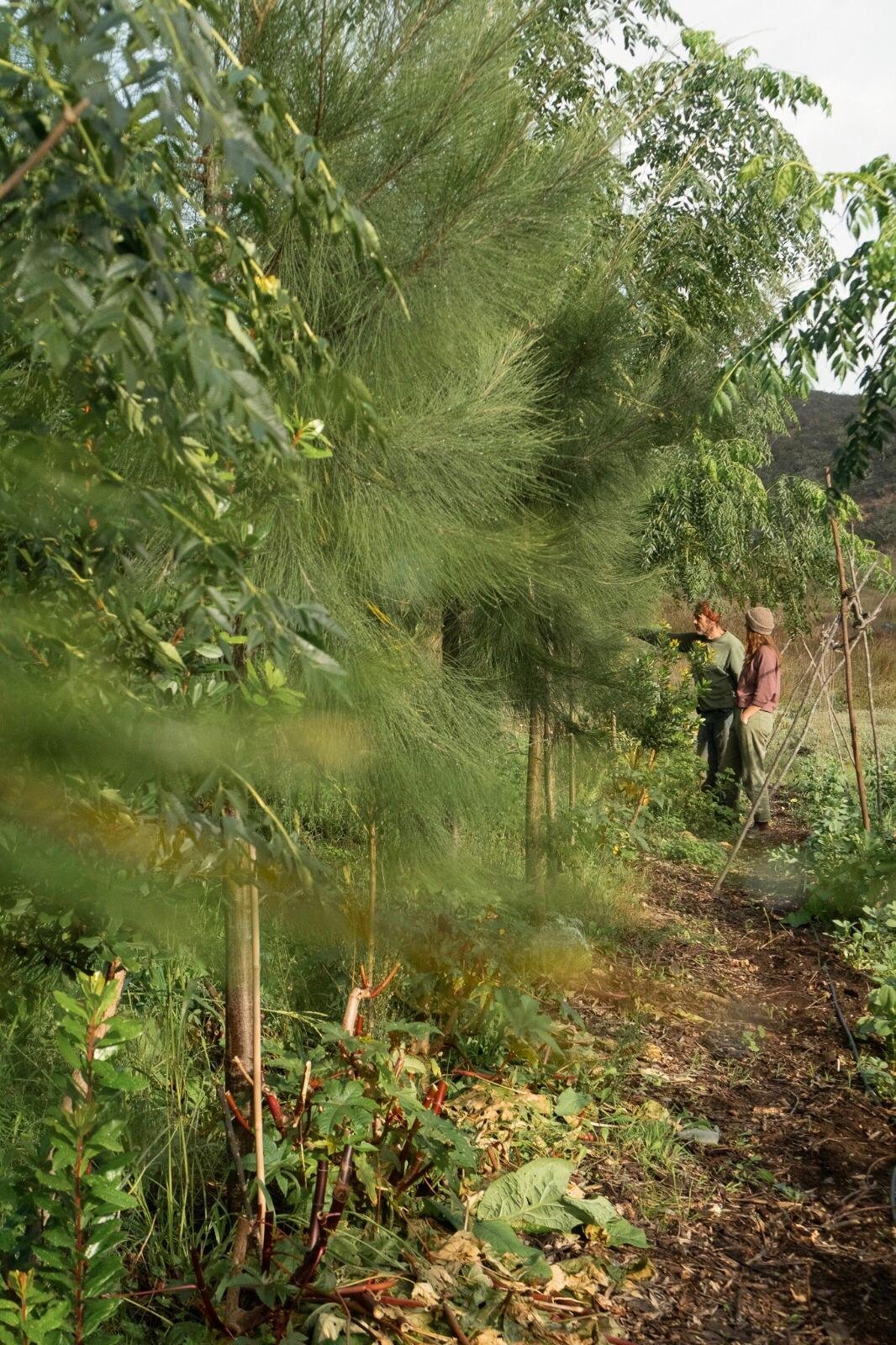 Food Forest Gardening Course