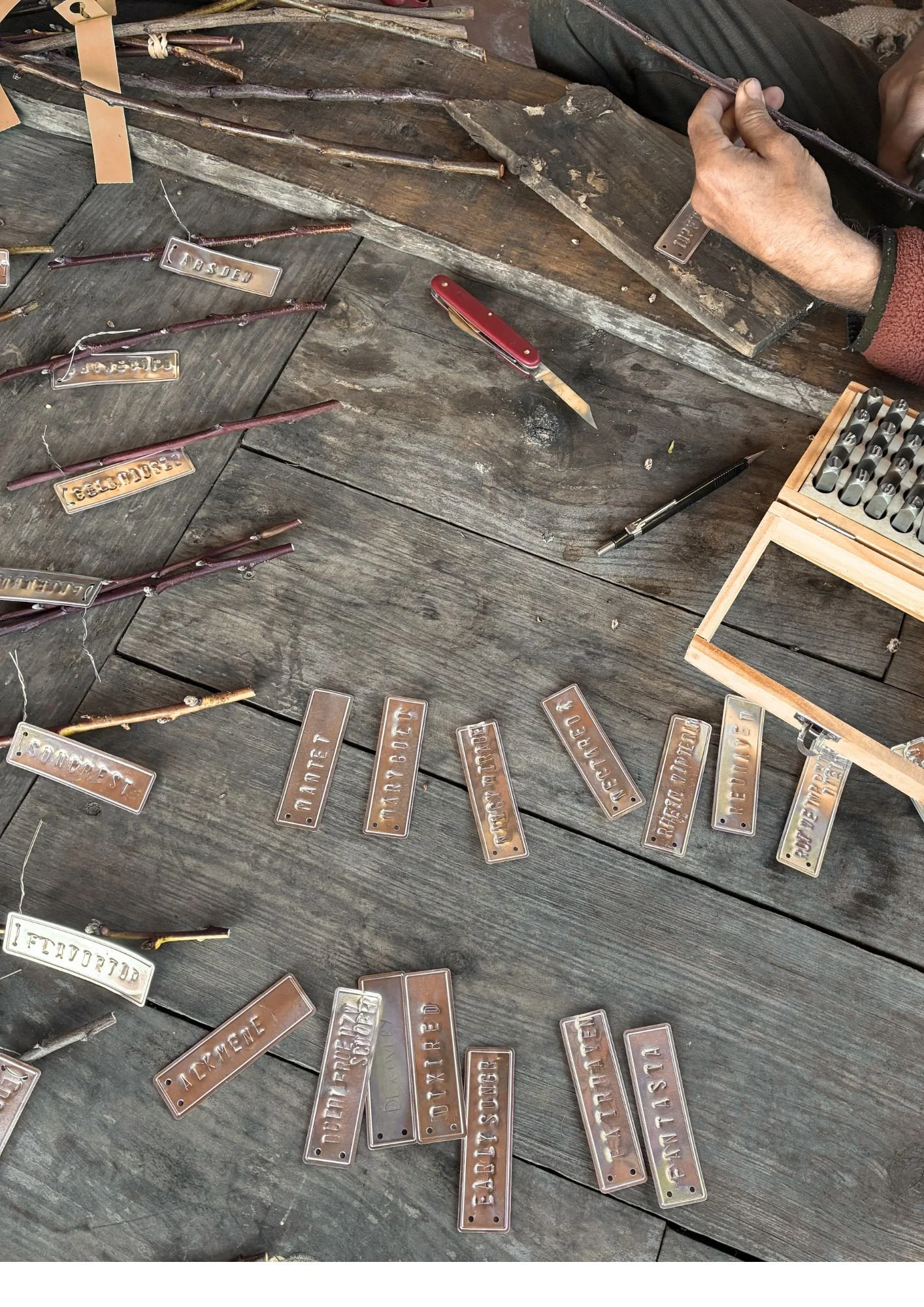 Fruit Tree Grafting Workshop