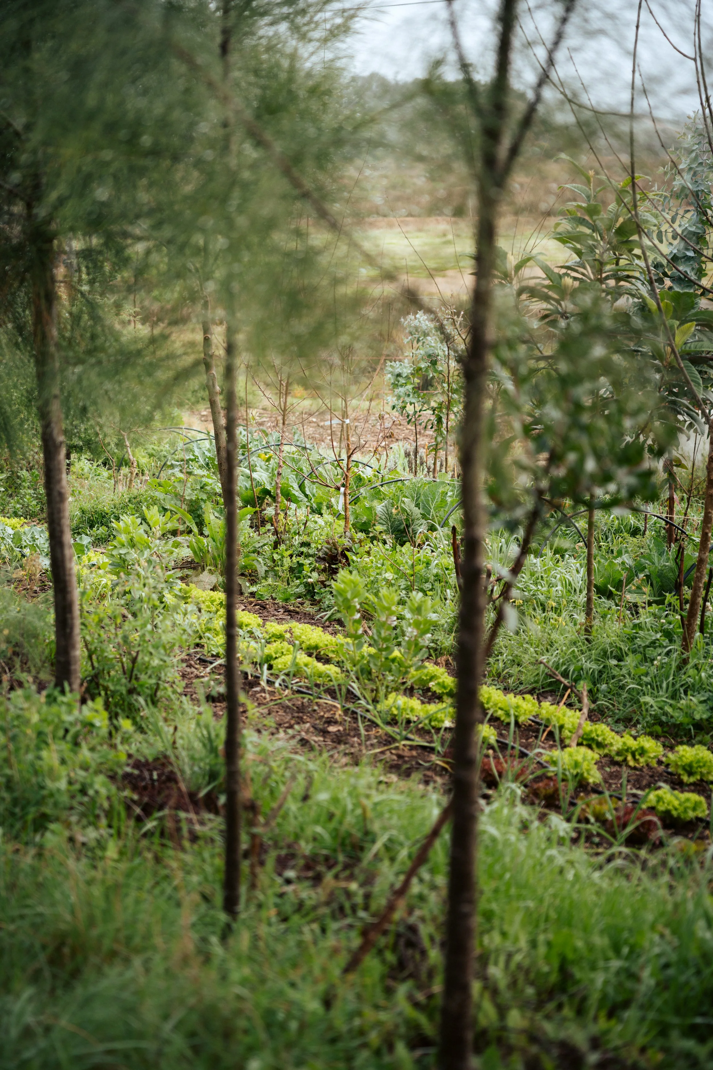 Food Forest Gardening Course