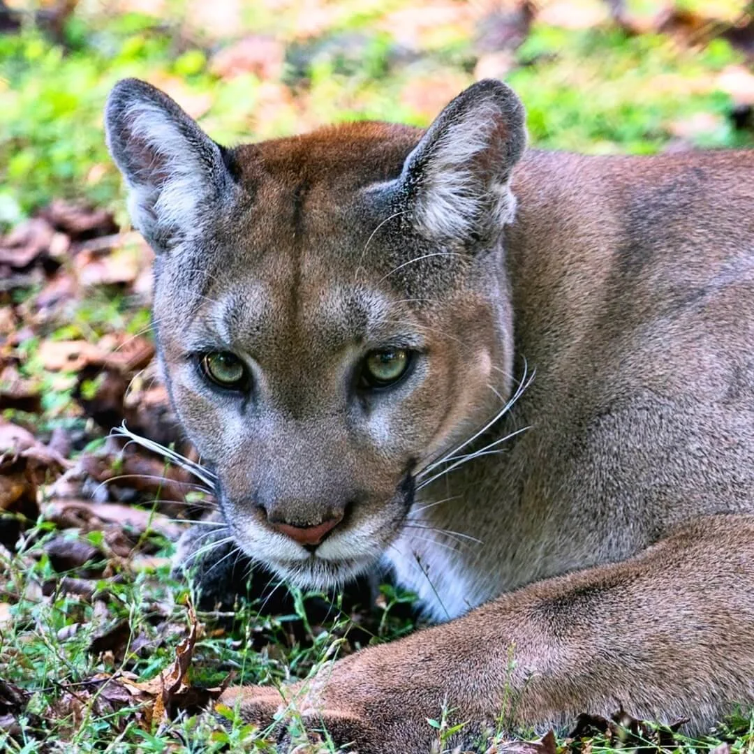 Designing Nature's Half is all about  conserving biodiversity like the Florida Panther