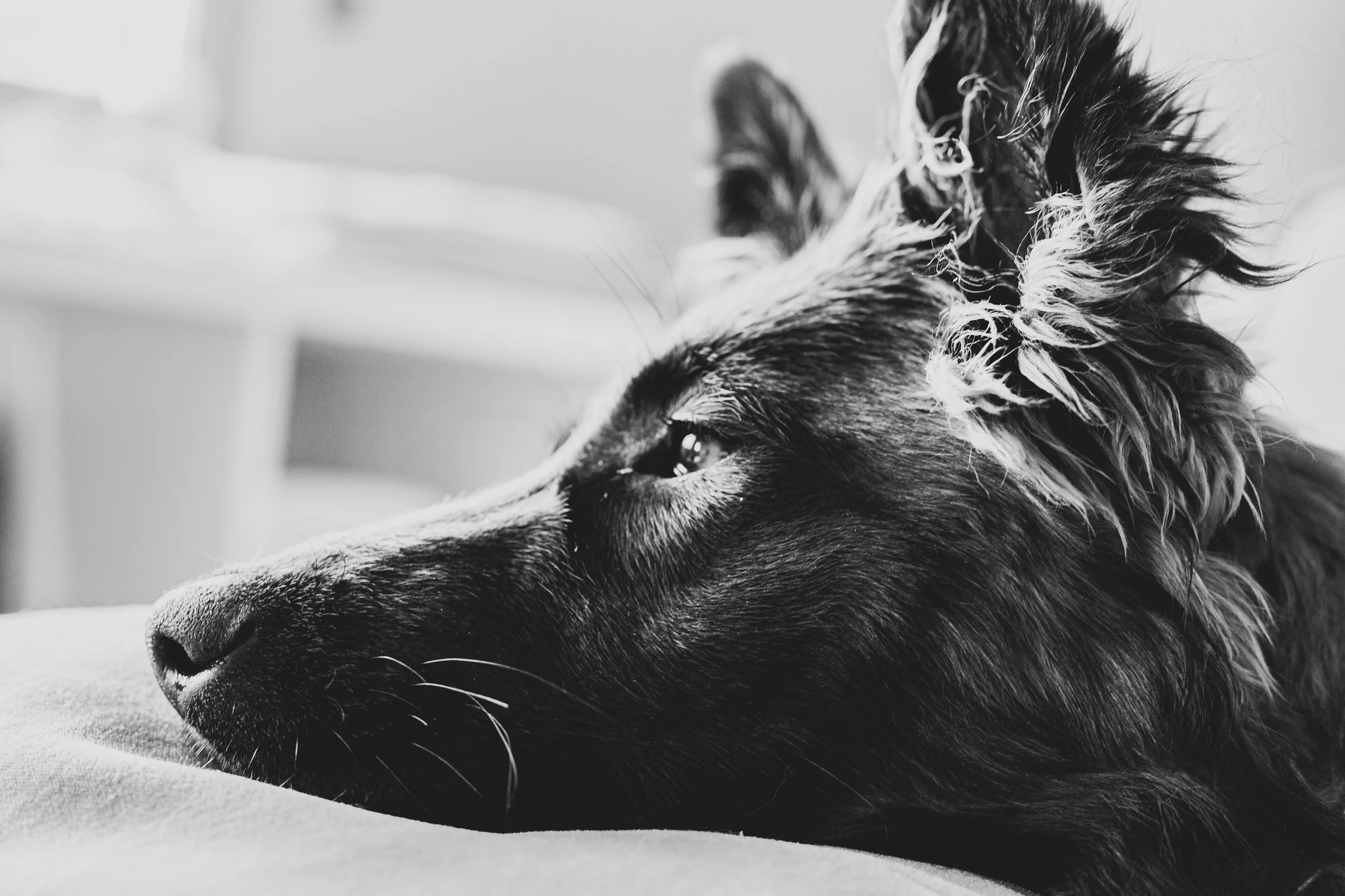 Close-up of a dog's face in black and white, showing its nose, eye, and fluffy fur on its head.