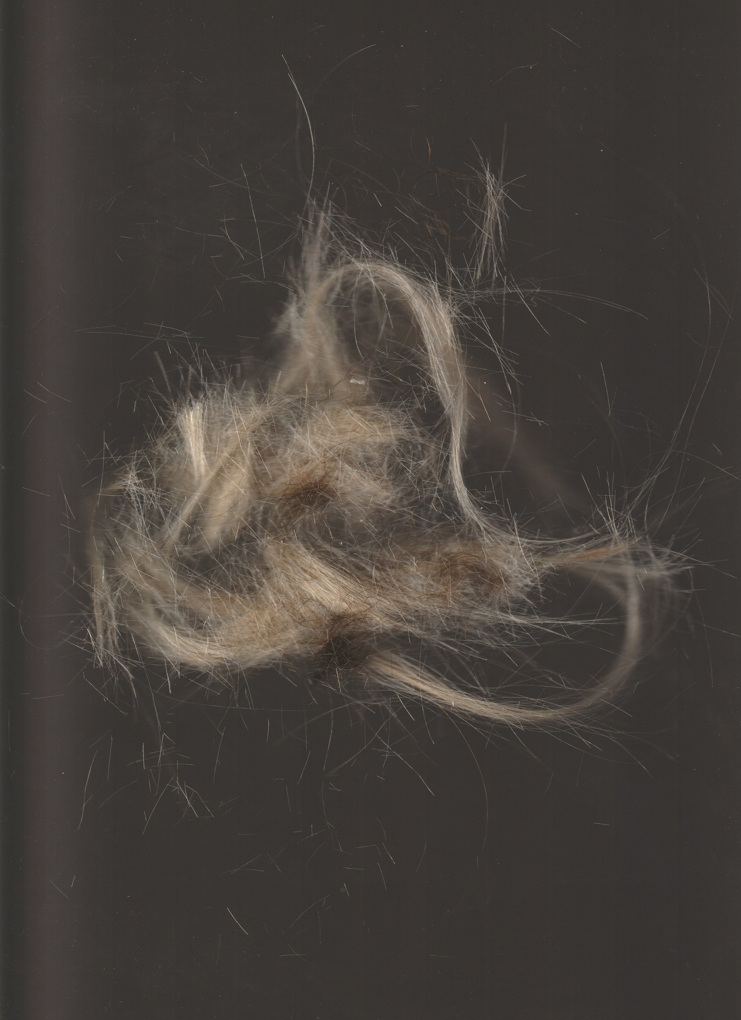 Close-up of tangled animal fur or hair on a dark background conor o'driscoll