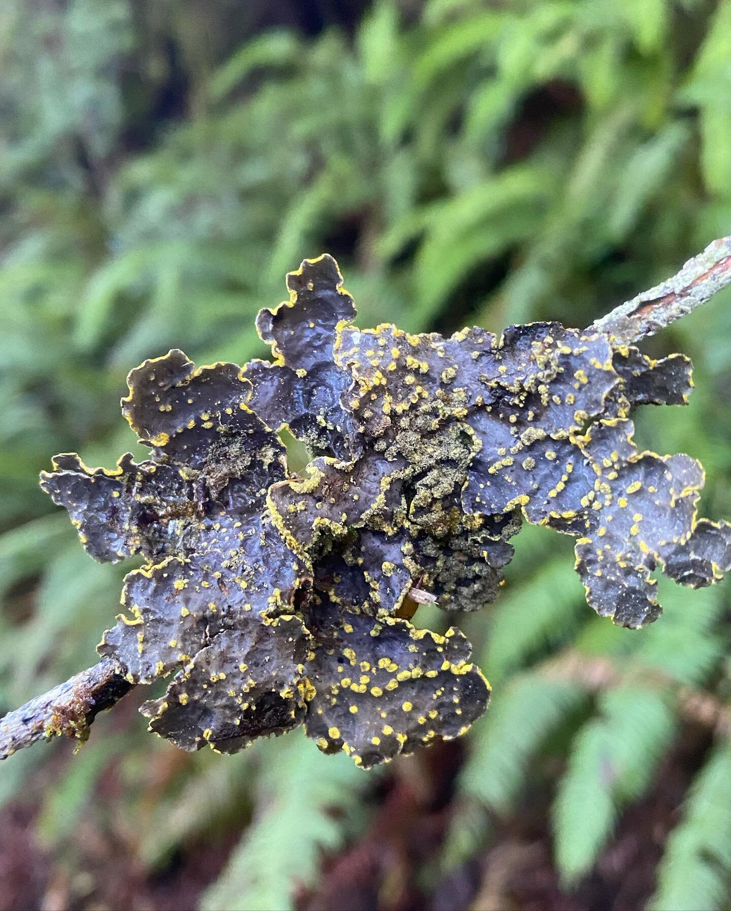 ✨NEW Workshop: Introduction to Lichen Identification and Ecology✨
Given by our society&rsquo;s president, Dr. Jesse Miller❤️

Sunday November 5, 2023 Cupertino, California📍

Visit the 🔗 in our bio to register and for more information!

Would you li