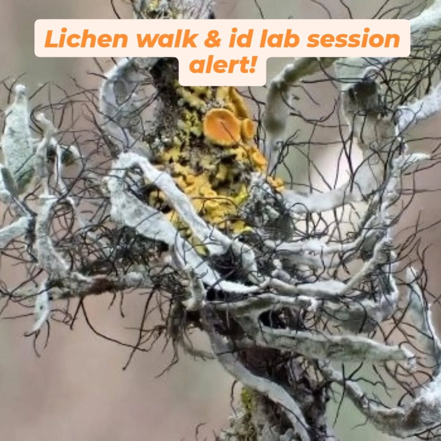 We have organized a short morning excursion to Tilden Park in Berkeley on Saturday, June 7th to explore and collect some lichen specimens and then take them to the Jepson Herbarium at UC Berkeley the same afternoon to try our hands at identifying the