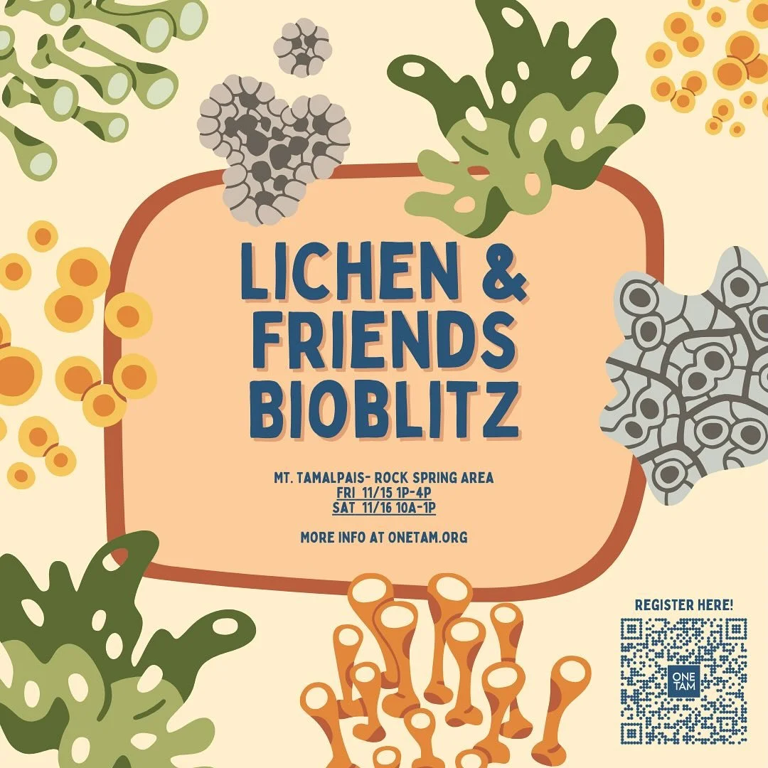 Check it out y&rsquo;all! Our friends at @onetamalpais are putting on lichen bioblitzes this month. Join and spread the word#

#lichen #bioblitz #mttam #onetam #marin #baynature #getoutside 

@nwlichenologists @baynaturemagazine @lichenscitisci