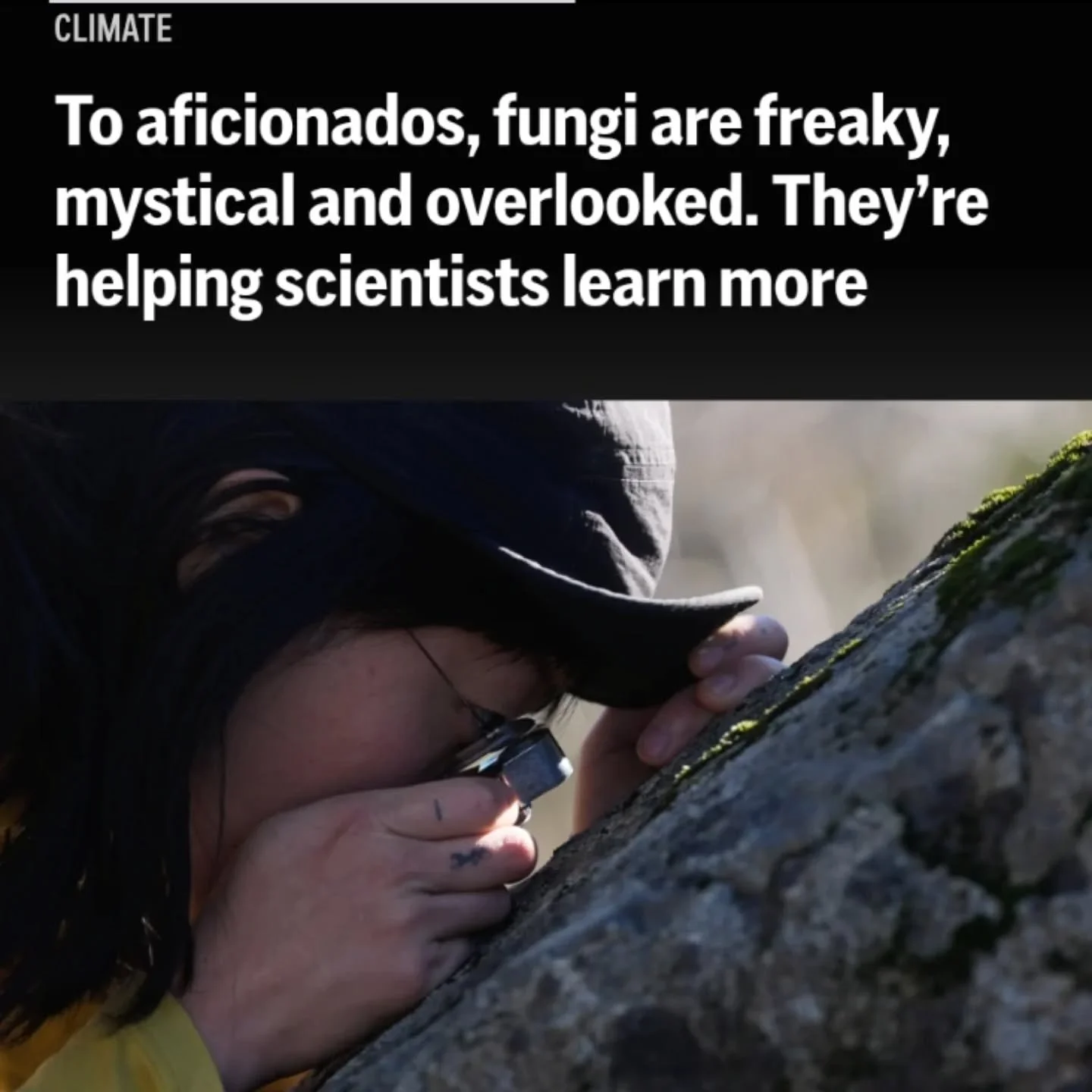 We all know that fungi are an integral part of the lichen world. A new @apnews article beautifully weaves the two together, while highlighting their importance, conservation issues, and great moments during our January Annual Meeting in Lake County. 