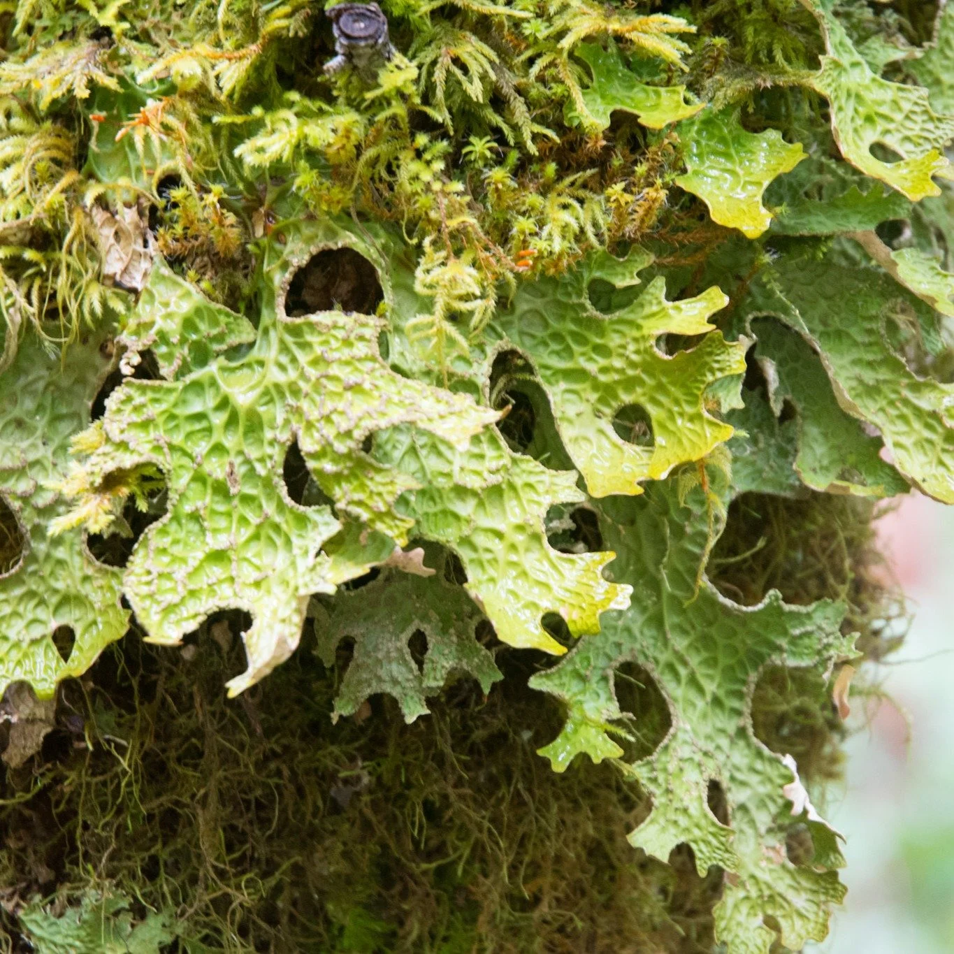 CALS is excited to announce that we will be organizing a lichen foray/bioblitz in Trinity County near Weaverville which will be hosted by our own Eric Peterson! Please save October 10-11, 2026, on your calendar for a great weekend of lichenizing and 