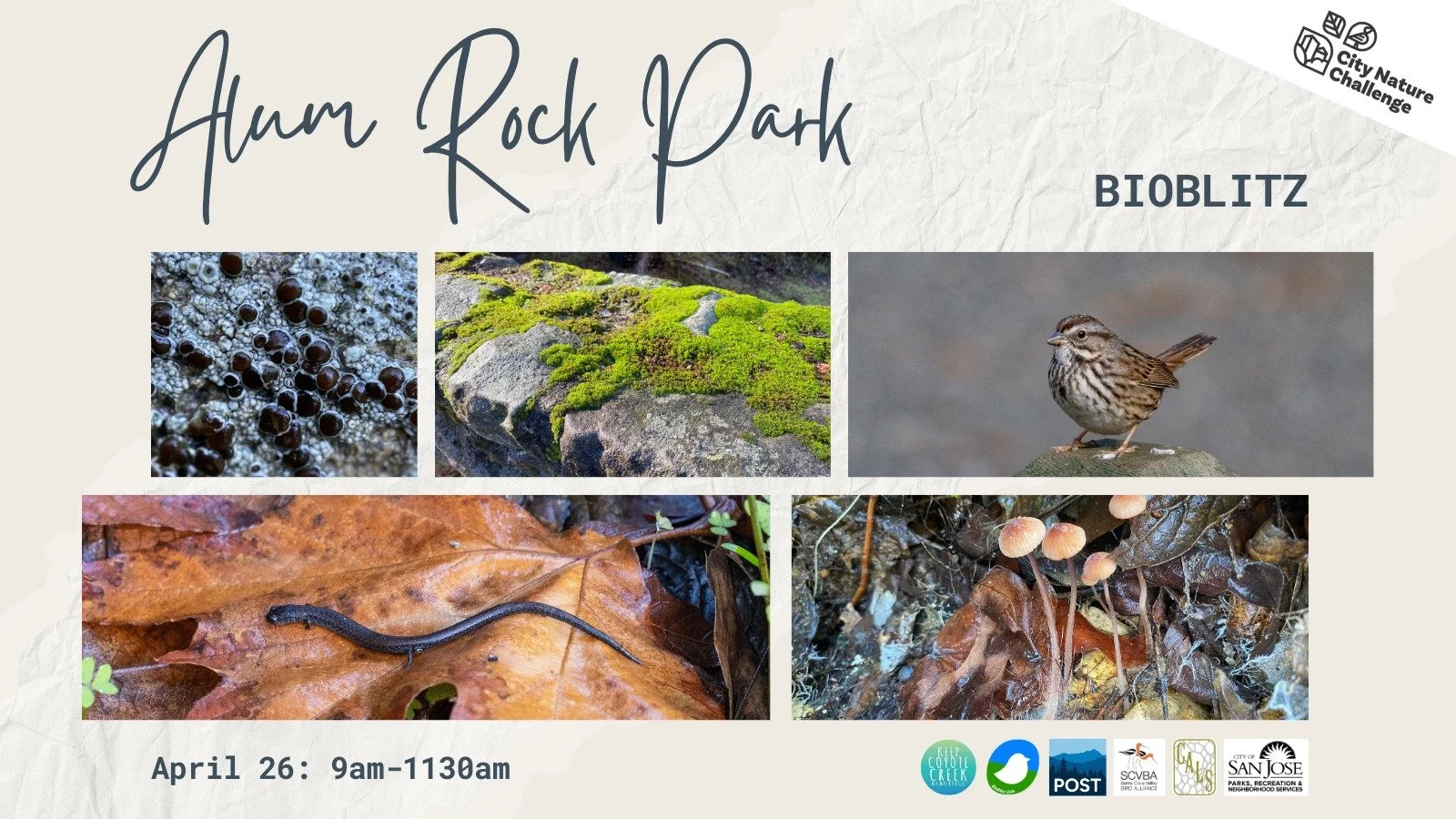 Join us next weekend in Alum Rock Park in San Jose for a Bioblitz! CALS is partnering with Keep Coyote Creek Beautiful for their April 26 Bioblitz--we're bringing the lichen energy to the event and would love to have more lichen folks on hand to help
