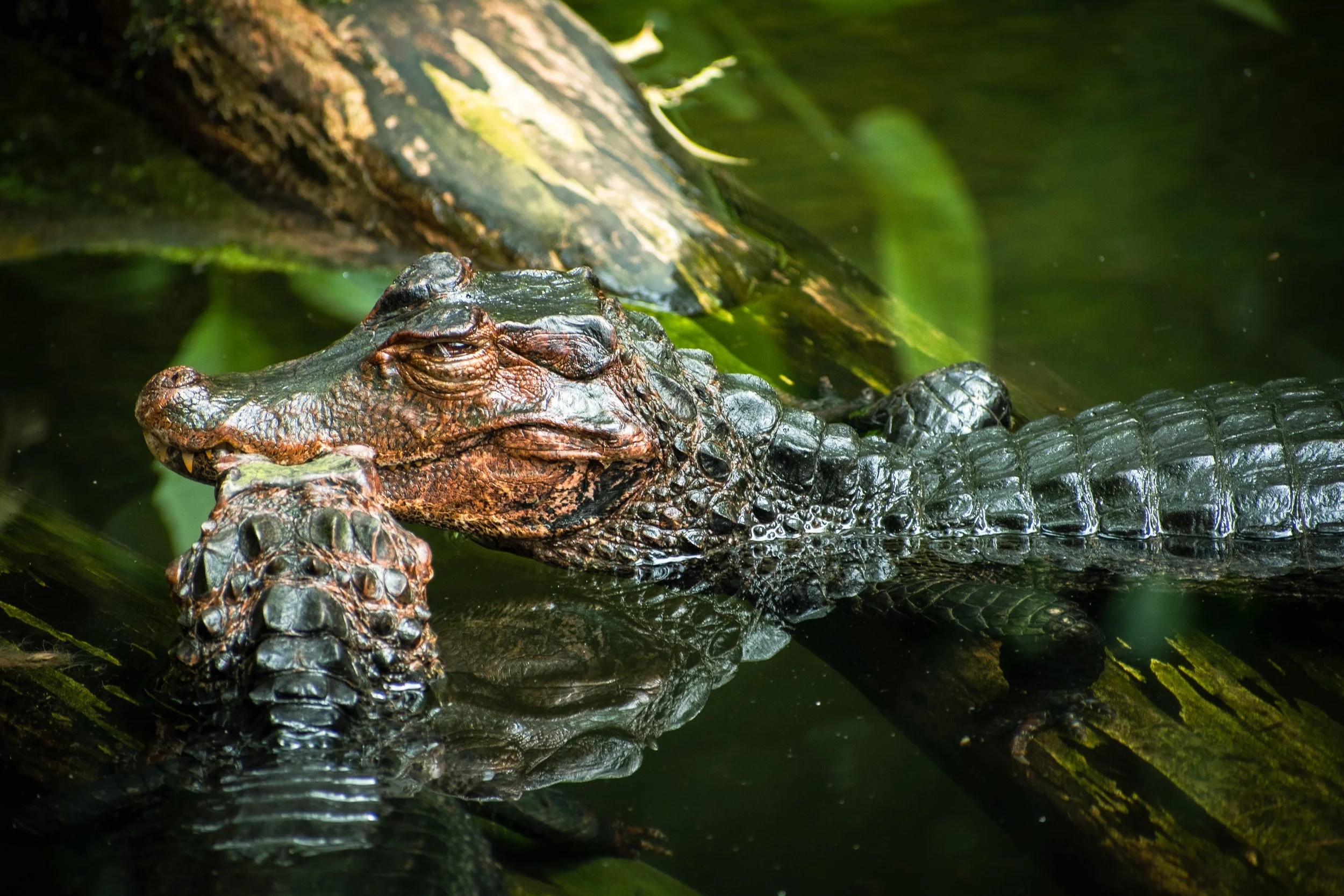 crocodile_Cropped2.jpg