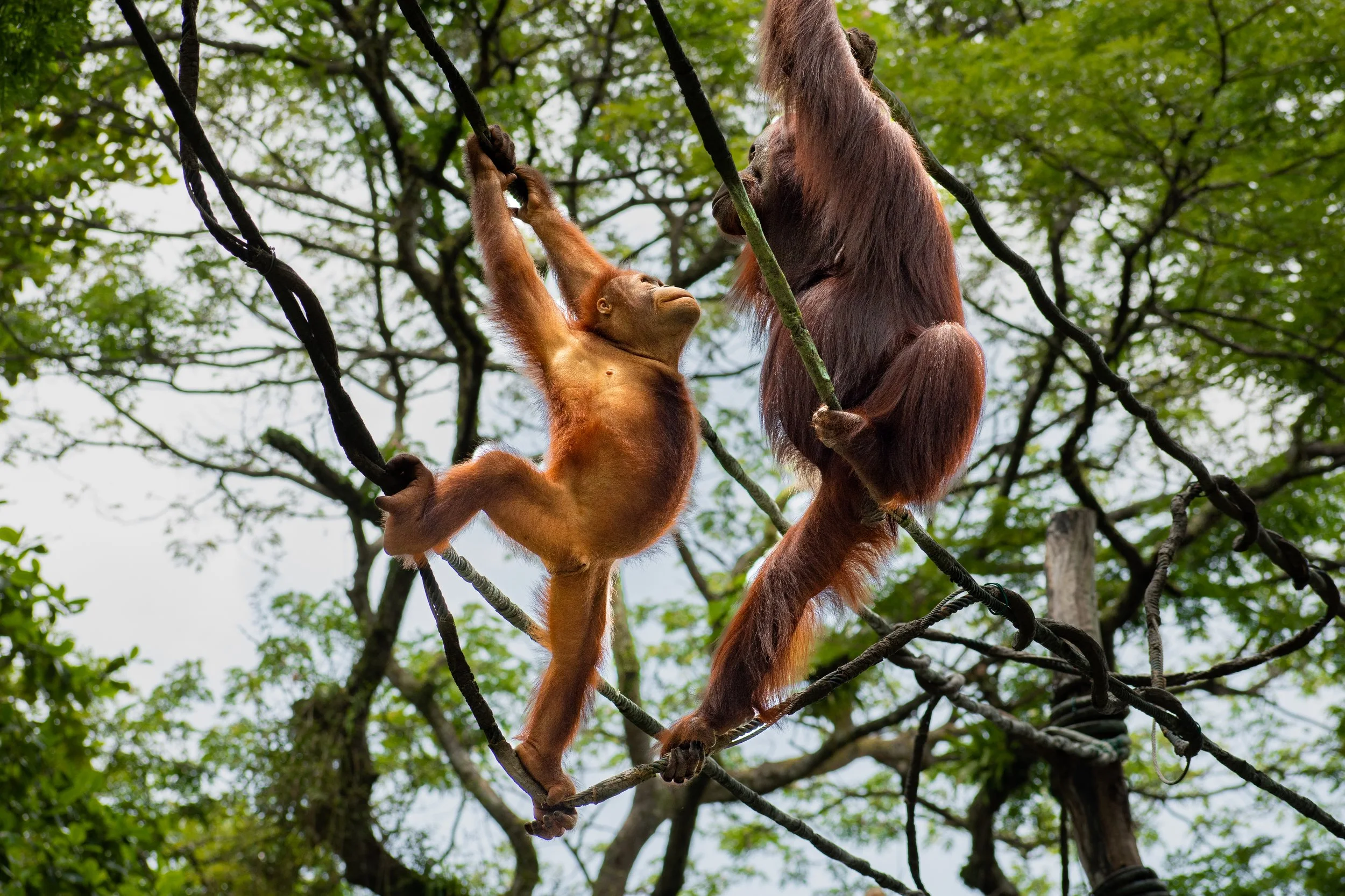 Orangutan_Edited1.jpg