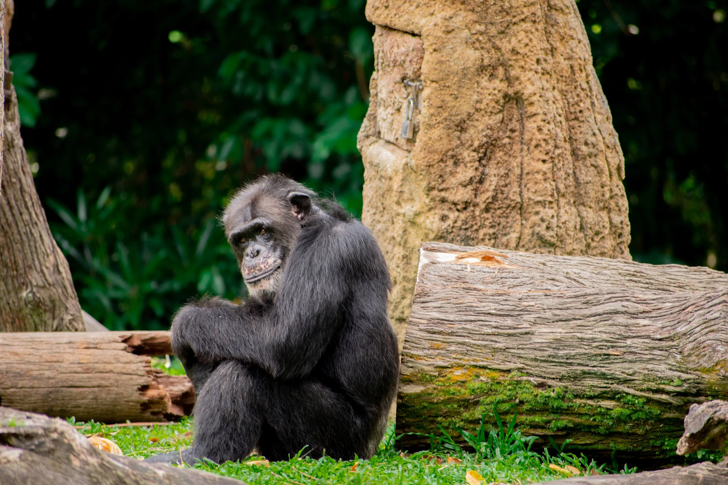 Gorilla_Edited1.jpg