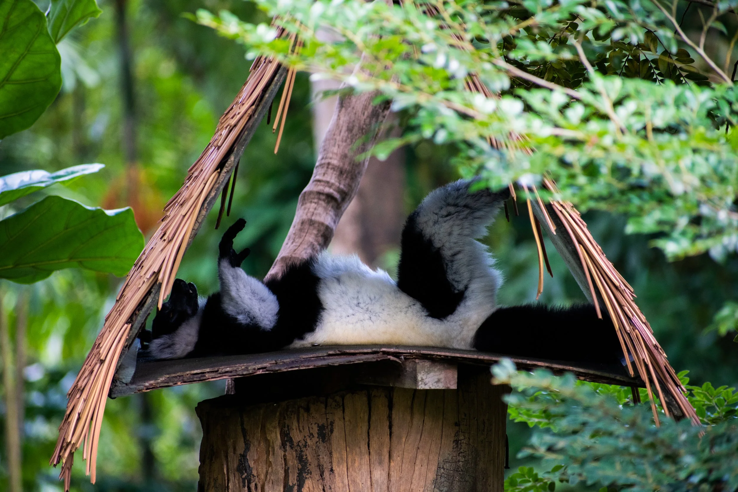 SleepingMonkey_Edited 2.jpg