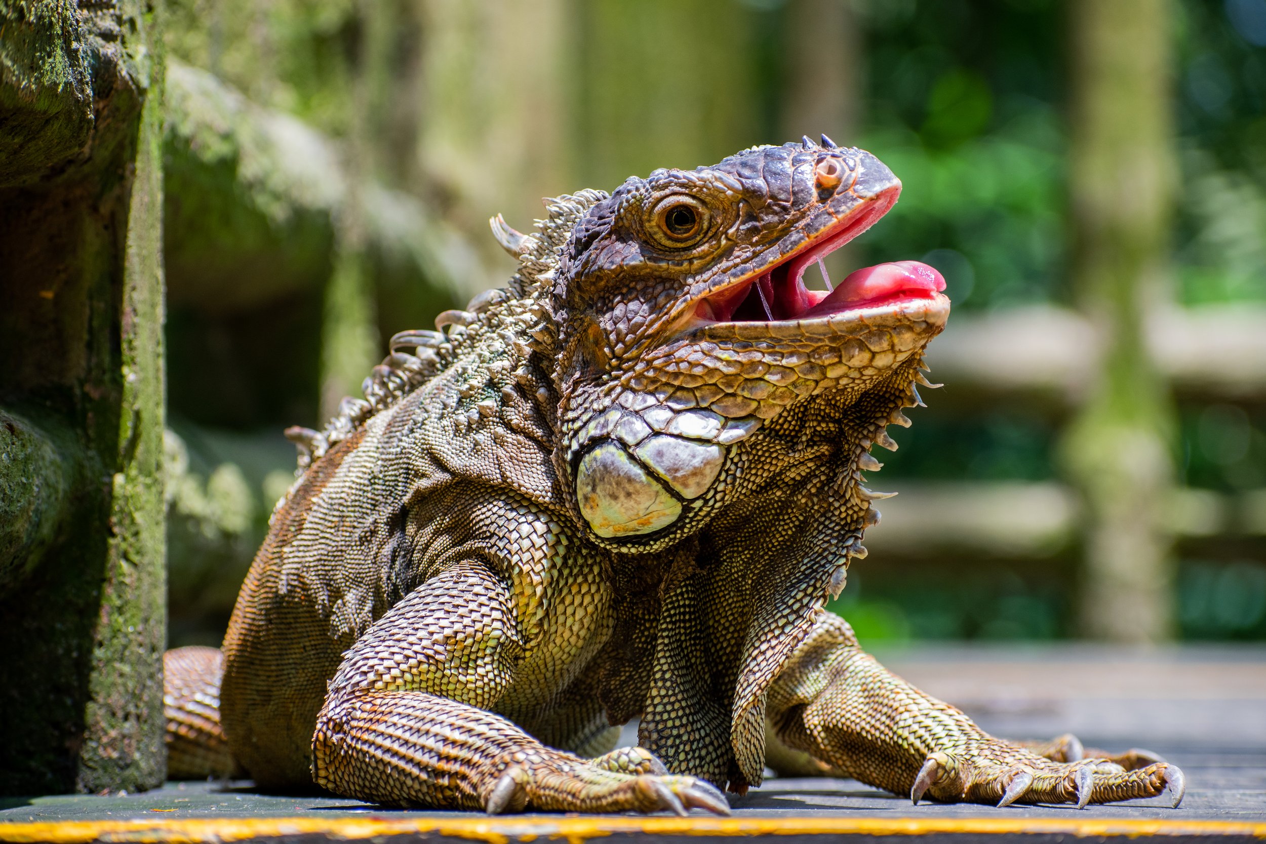 Iguana_Edited1.jpg