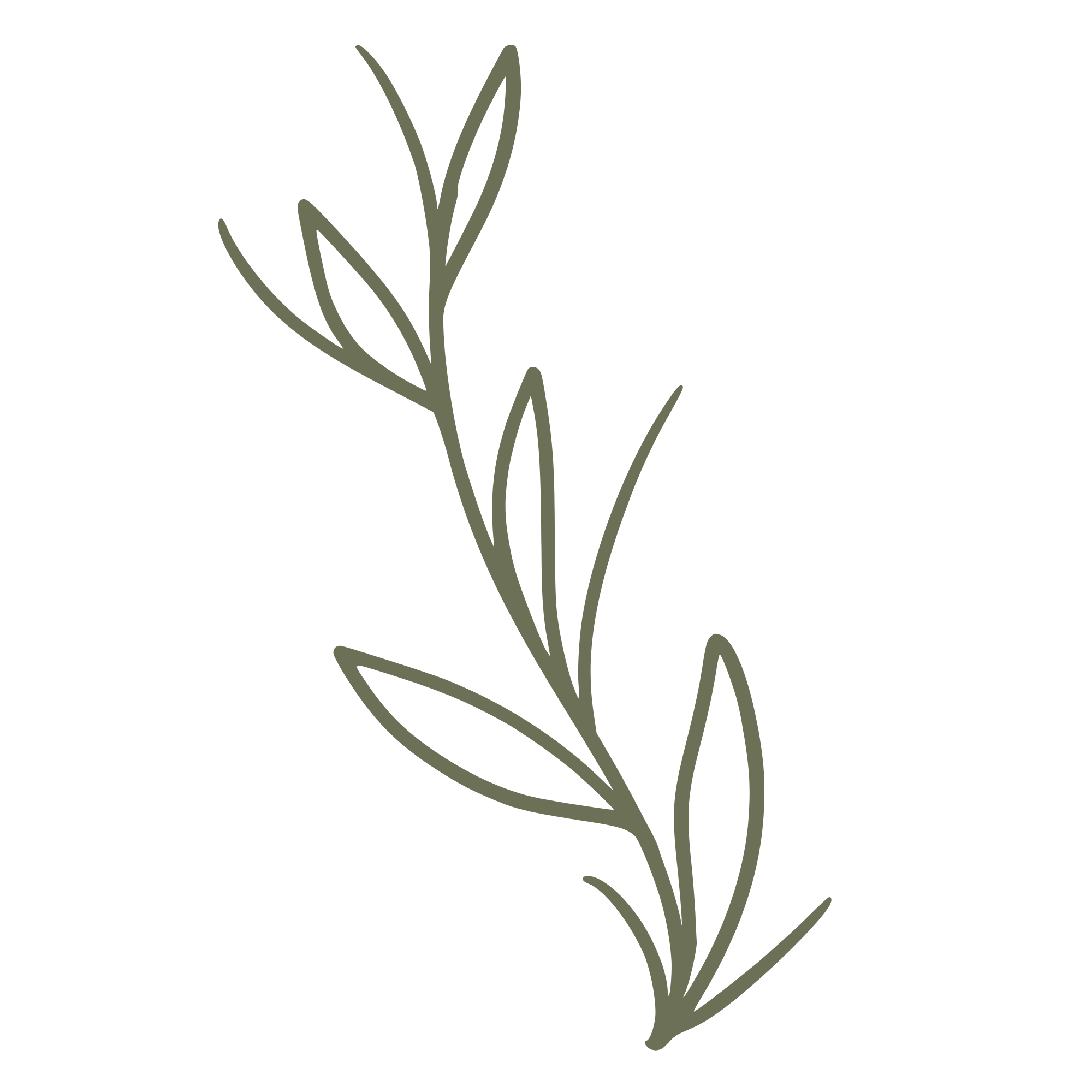 Simple line drawing of a sprig of rosemary plant with leaves