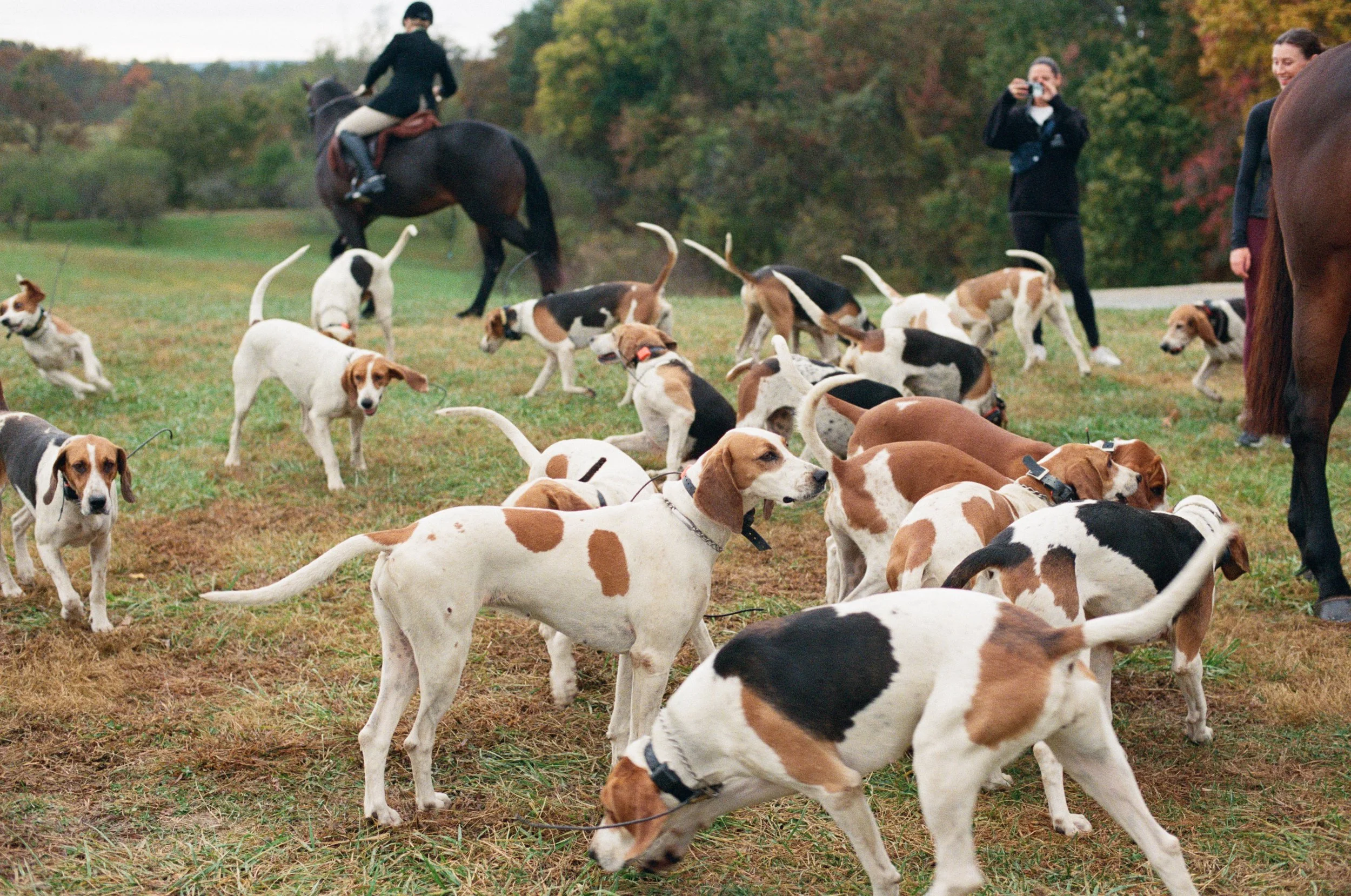 autumn wedding horse dog goodstone inn and restaurant hunt country virginia
