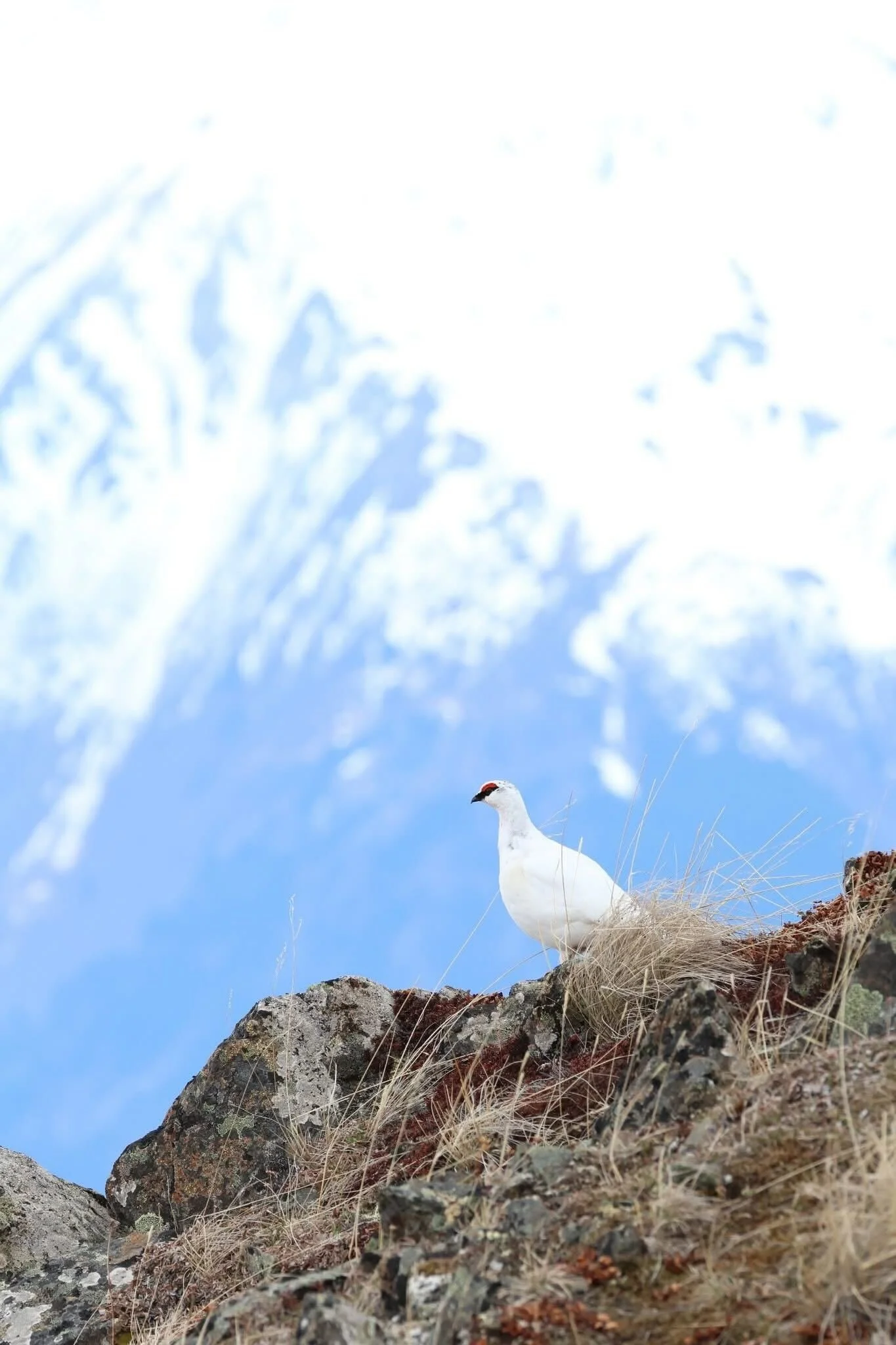 A white ptarmigan, perched on a rocky slope with dry grass, under a bright sky with faint clouds and snow-covered mountain peaks in the background.