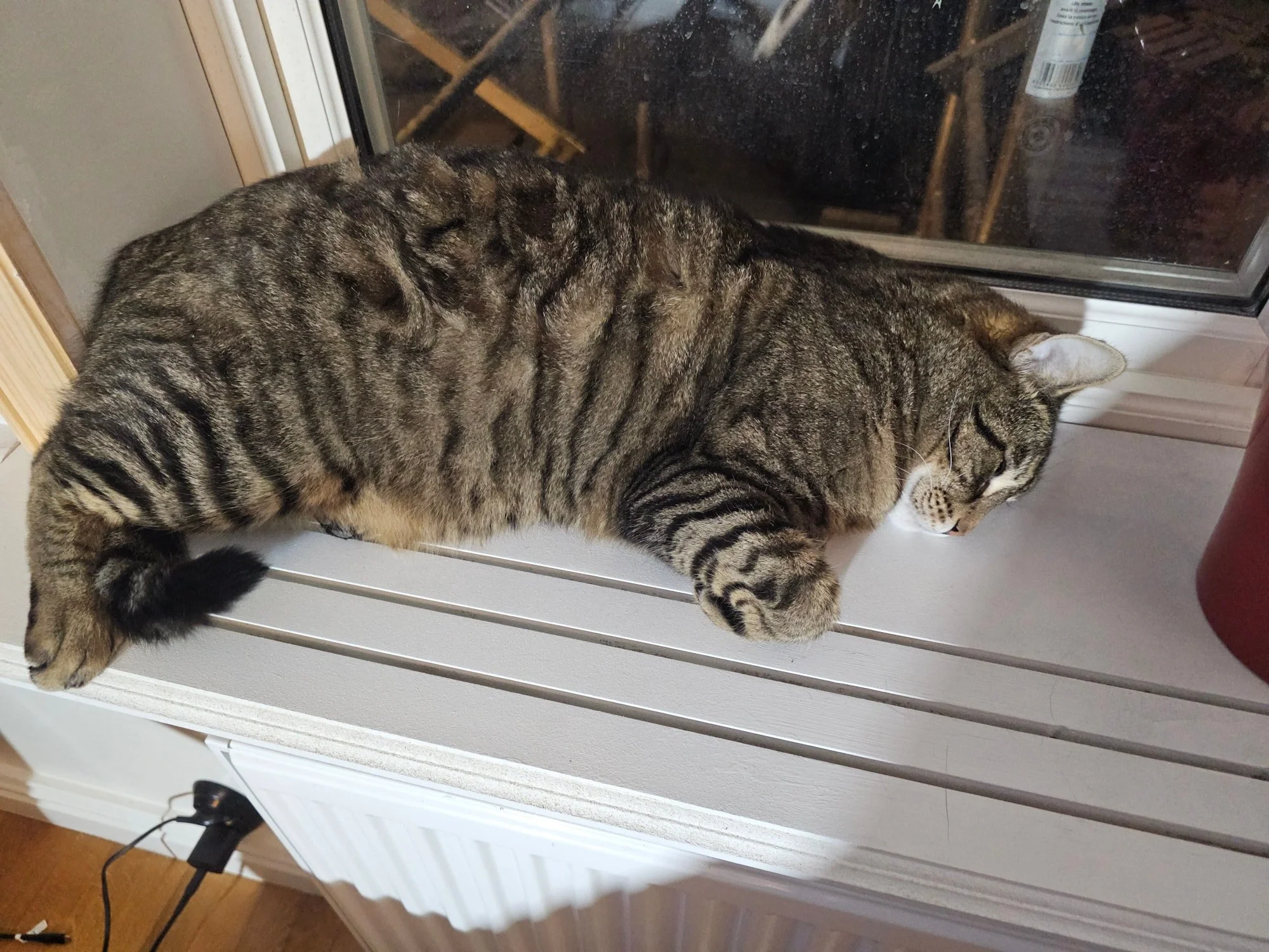 En v&auml;ldigt n&ouml;jd katt har godk&auml;nt de nygjorda f&ouml;nsterbr&auml;dorna.

 #swedishtooljunkie #krbygg