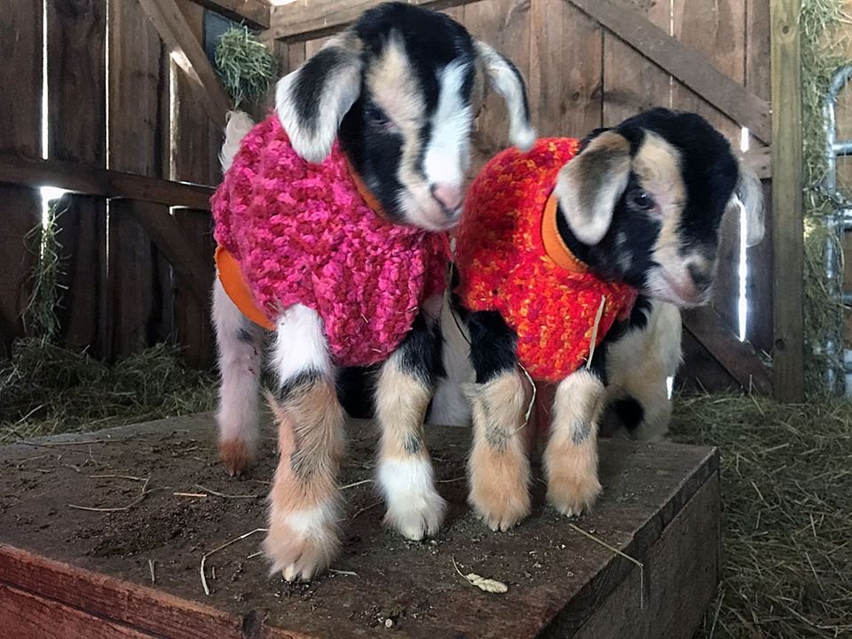 goaties in sweaters.jpg