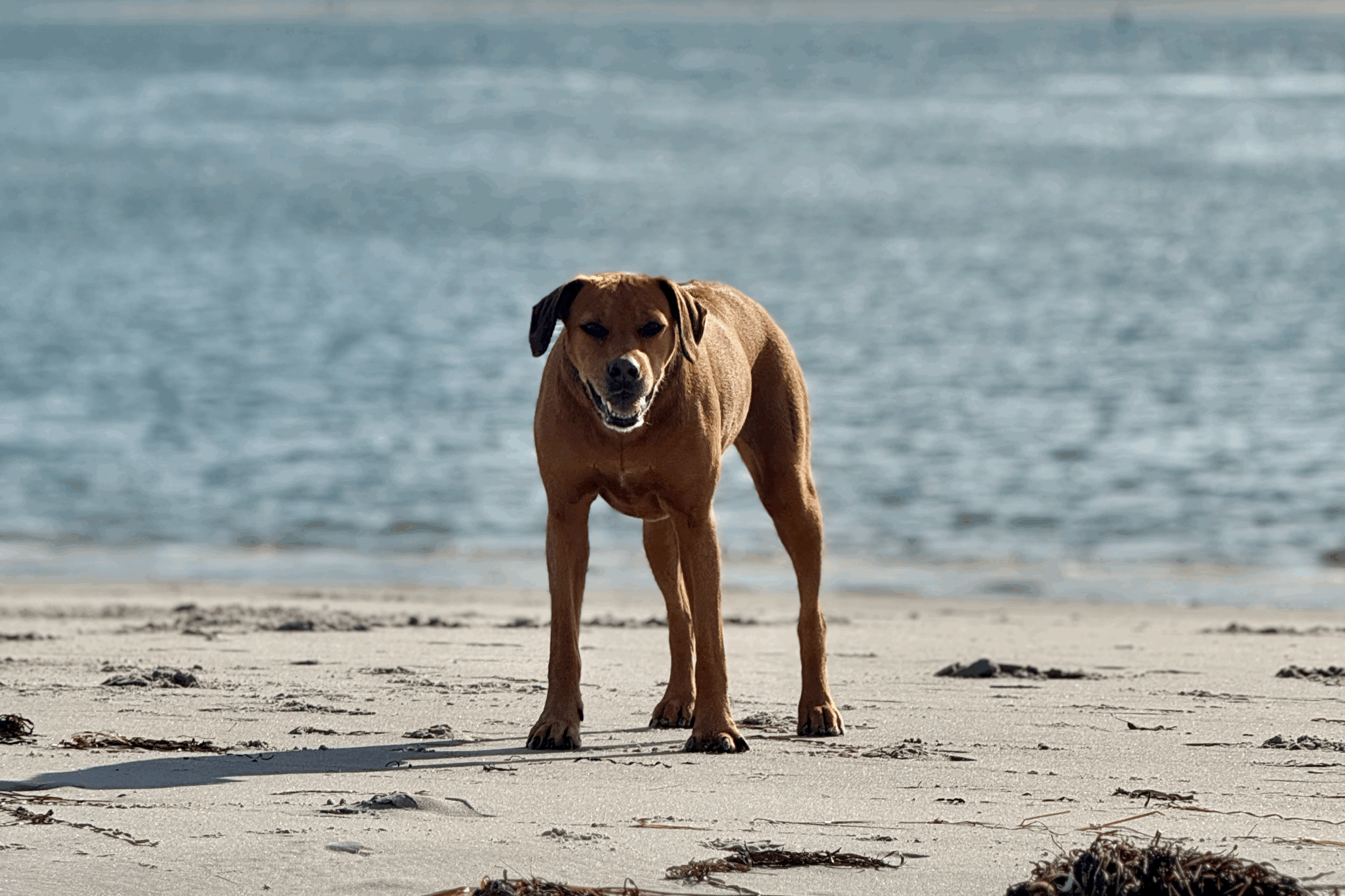 E-Collars Can Protect Maine’s Fragile Eco-Systems