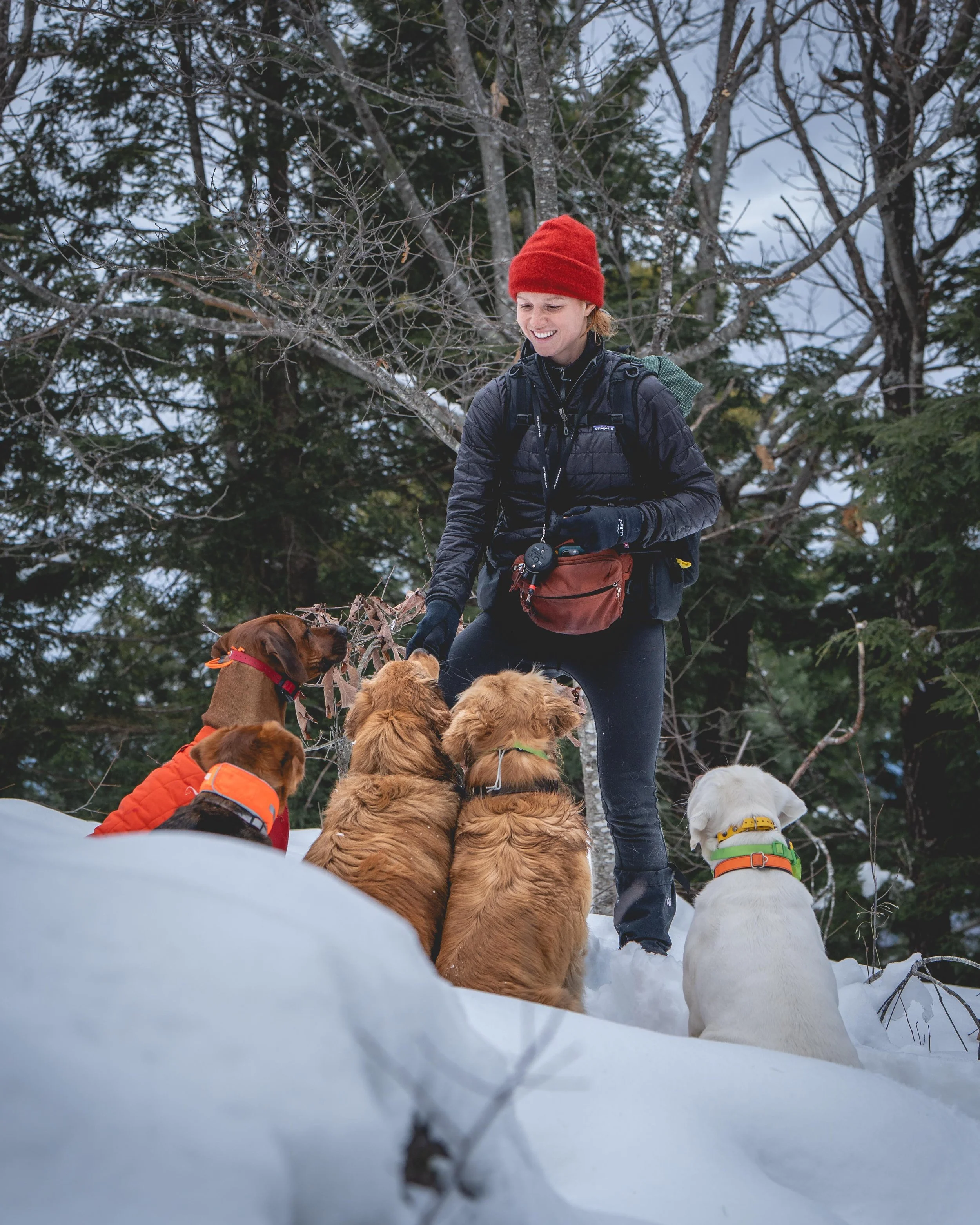 E-Collar Use in Pack Dynamics 