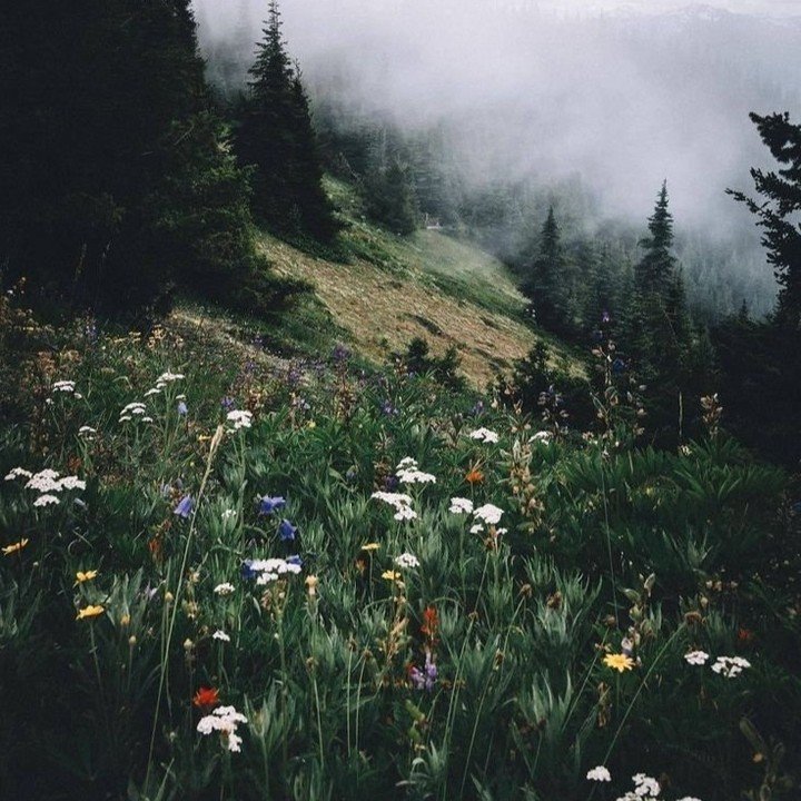 &quot;You grow through what you go through.&quot; (Source unknown) 

Today, we hope you choose to grow from whatever you are going through🌻

#wortleyvillage #ldnont #wisemindcounsellingcollective