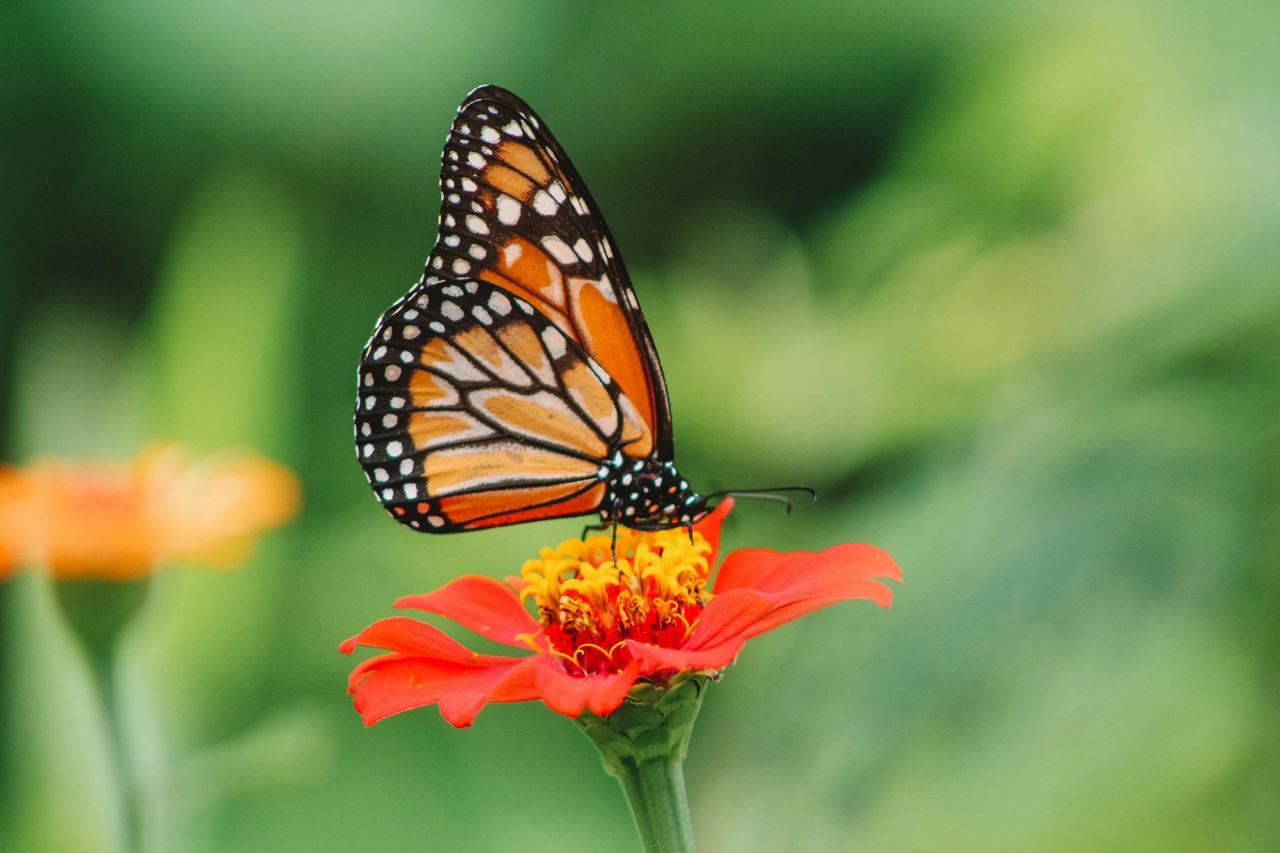 A butterfly perched on a bright orange flower against a blurred green background.